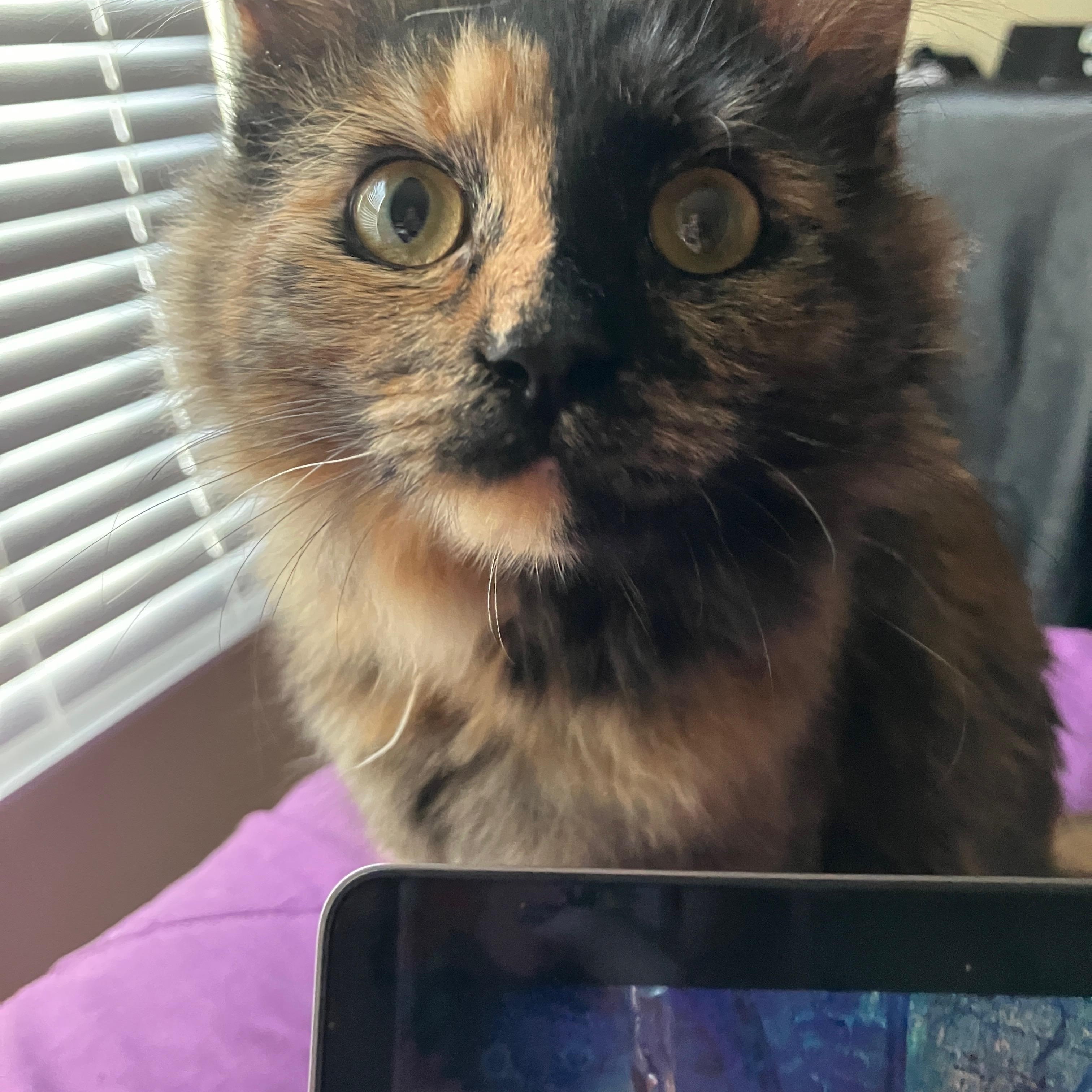 Fruitcake, a Adoptable mixed breed in Duluth, GA image 3/6