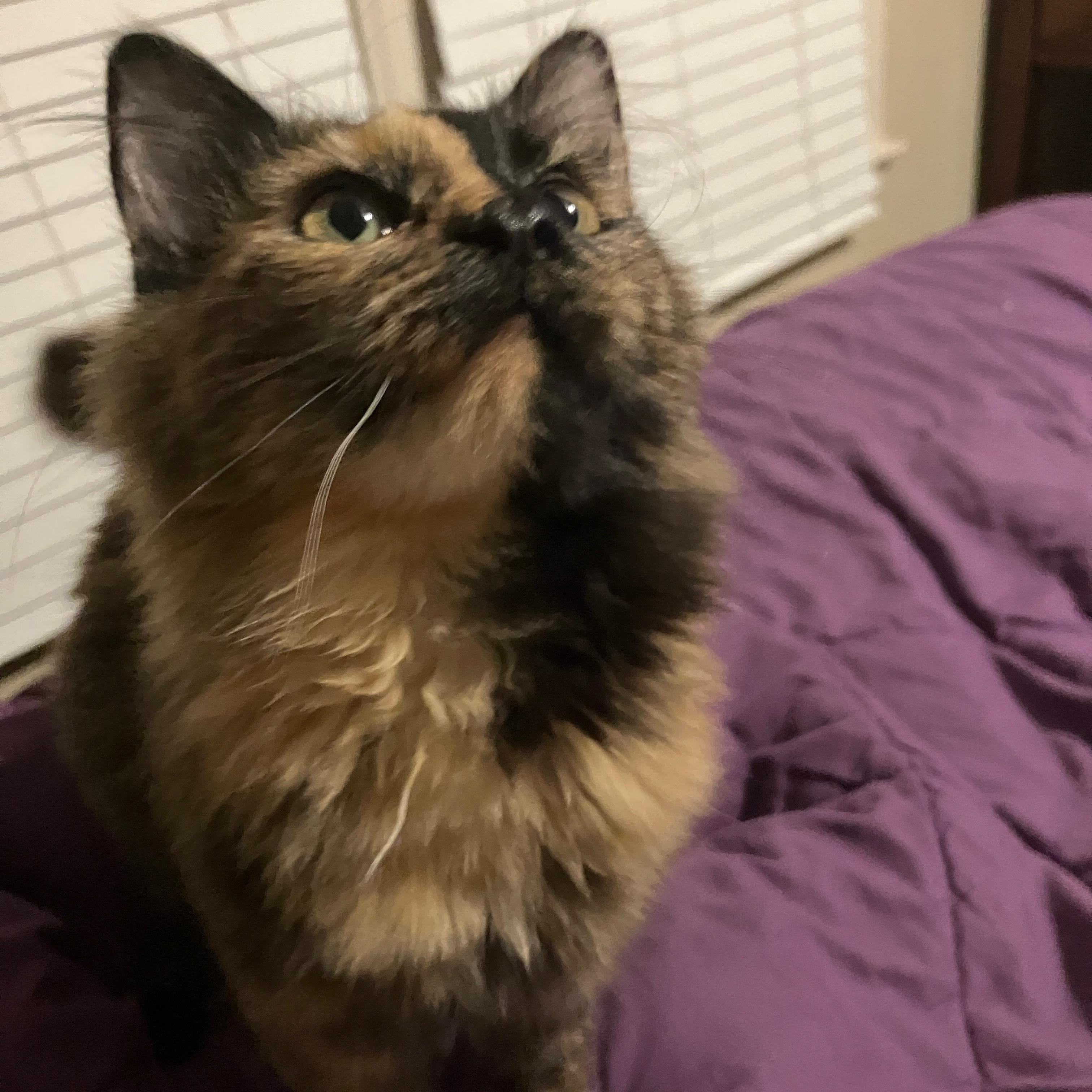 Fruitcake, a Adoptable mixed breed in Duluth, GA image 6/6