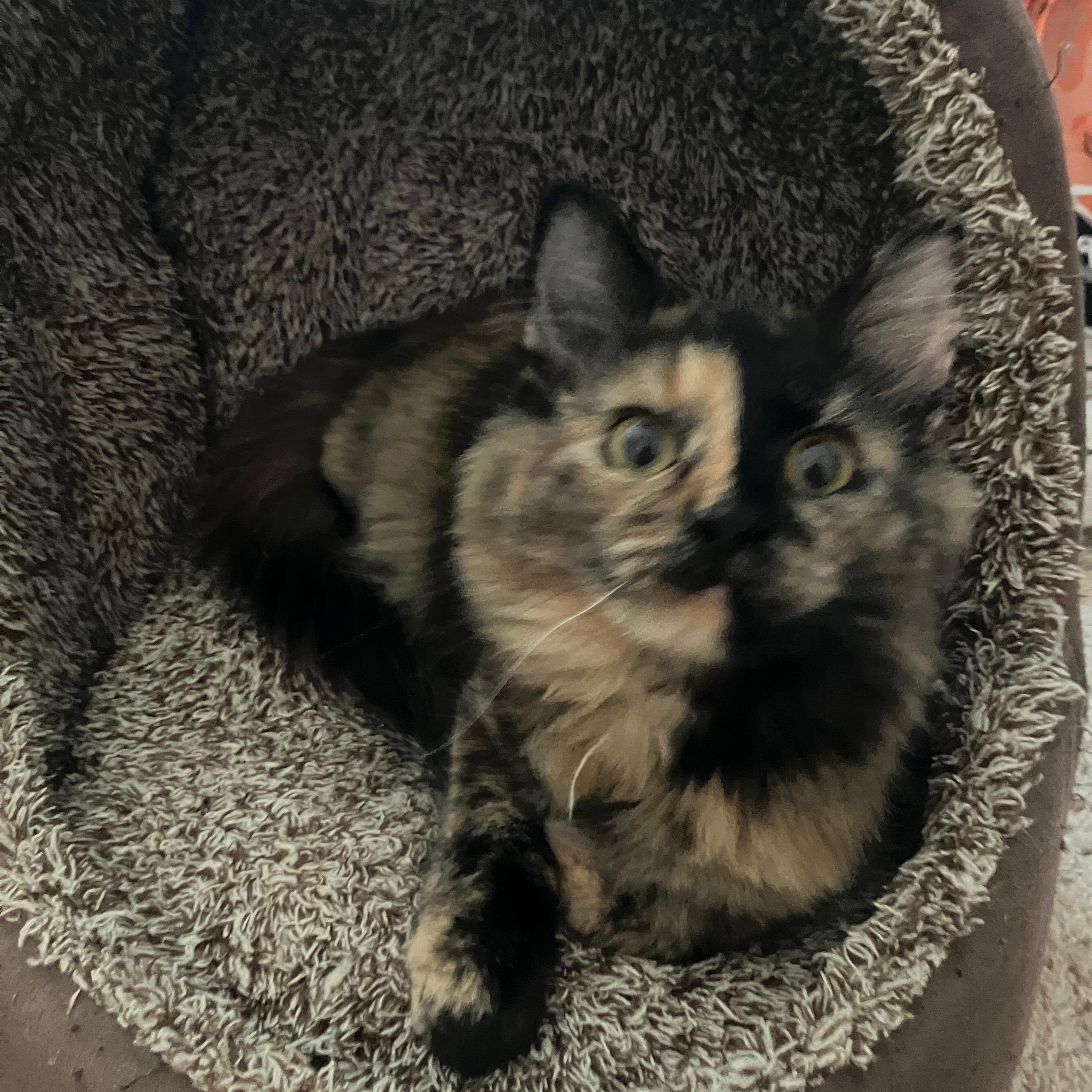 Fruitcake, a Adoptable mixed breed in Duluth, GA image 4/6