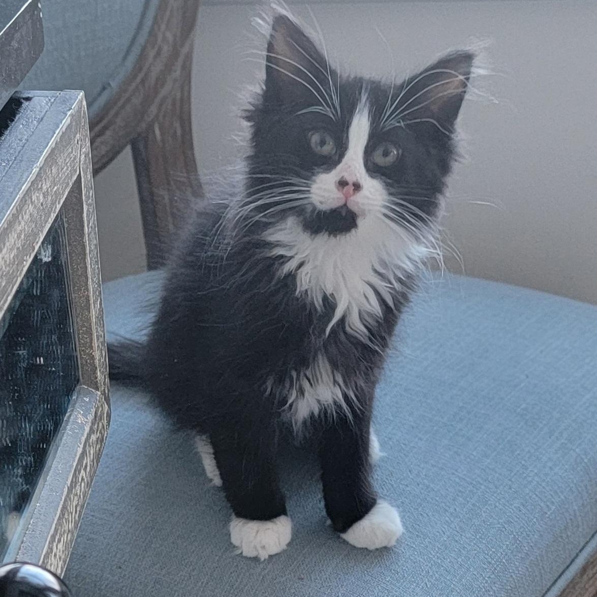 Enlarge Ziggy, an adoptable Domestic Long Hair in Wyandotte, MI image 5/6