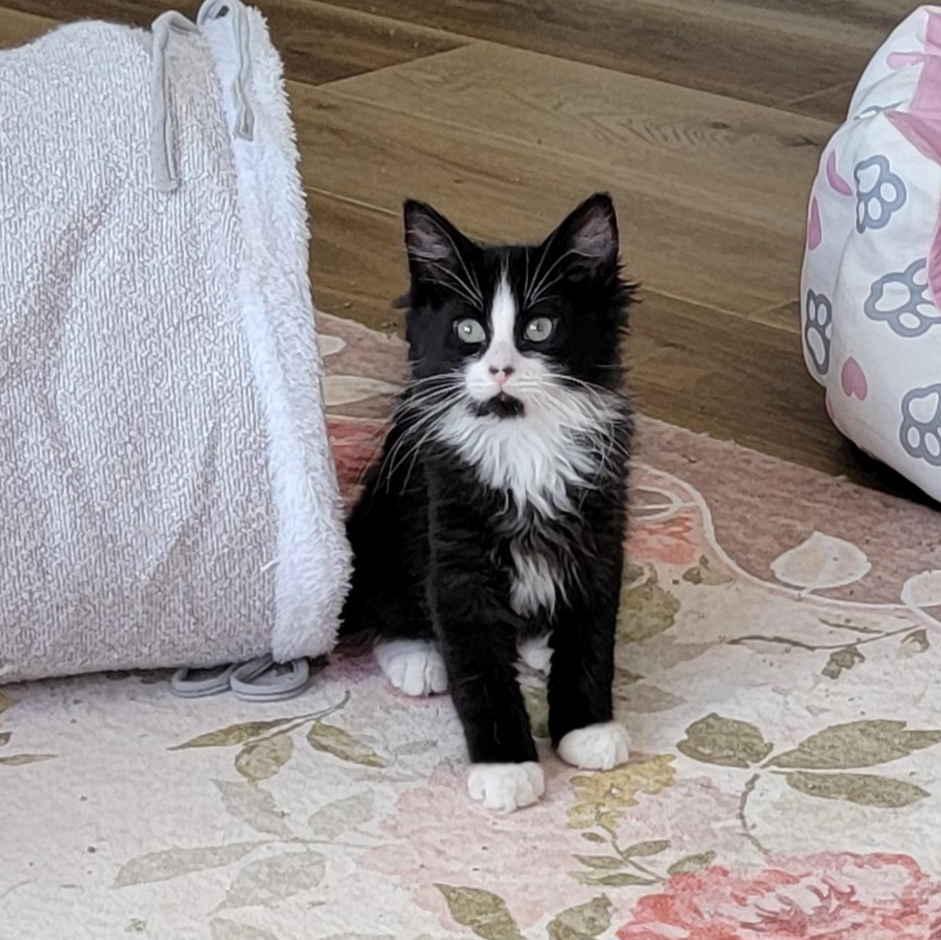 Enlarge Ziggy Adopted 2.5.26, an adoptable Domestic Long Hair in Wyandotte, MI image 2/6