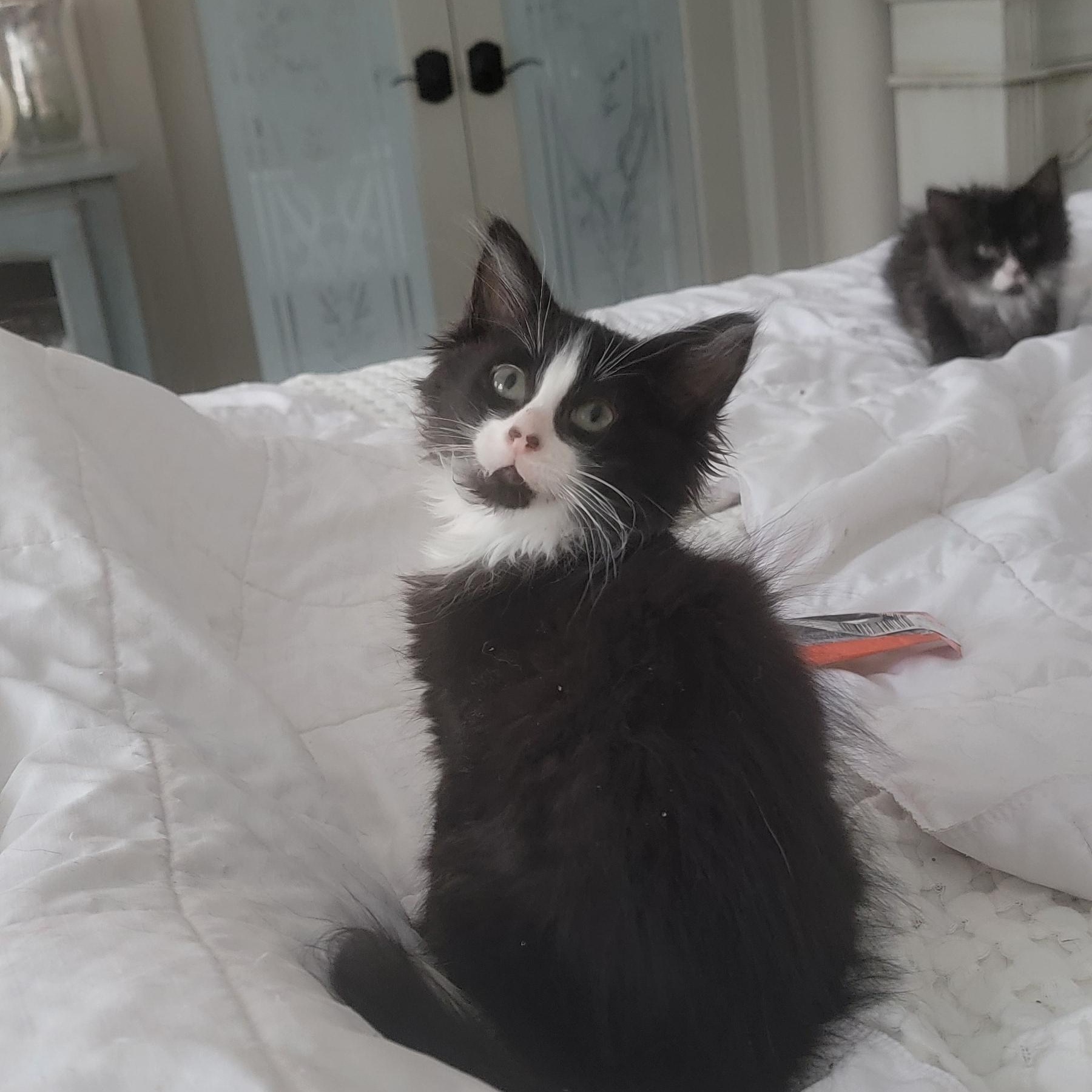 Enlarge Ziggy, an adoptable Domestic Long Hair in Wyandotte, MI image 4/6