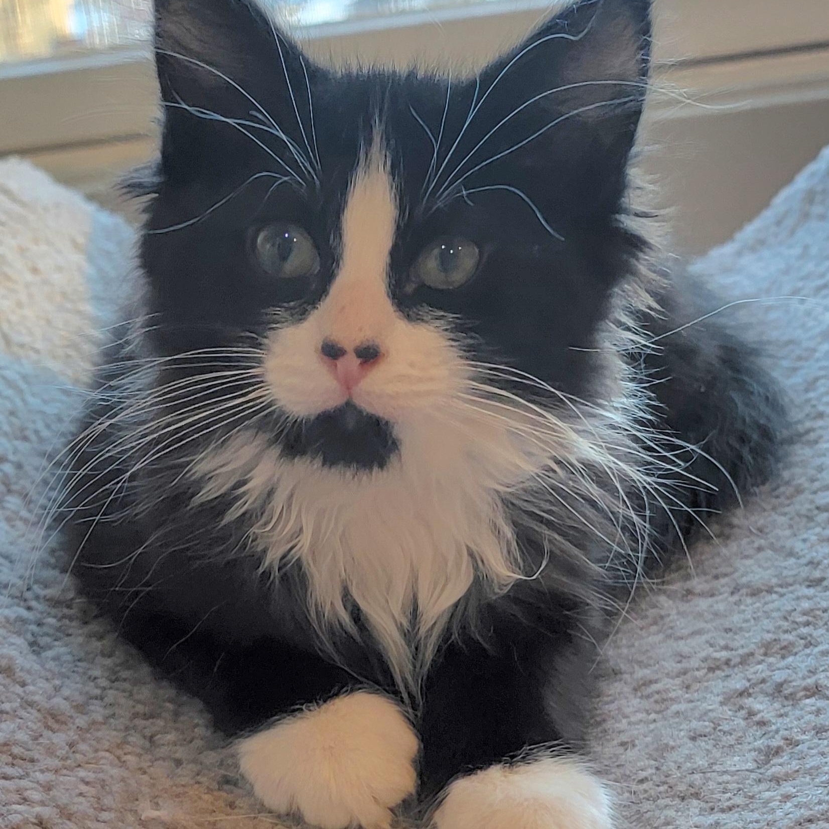 Enlarge Ziggy Adopted 2.5.26, an adoptable Domestic Long Hair in Wyandotte, MI image 6/6