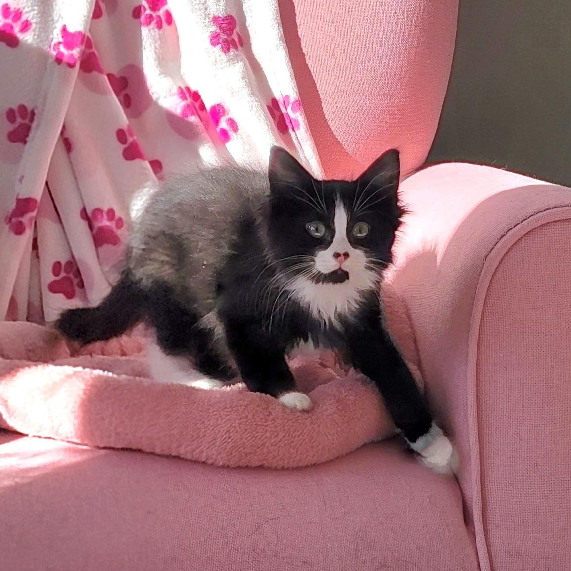 Enlarge Ziggy Adopted 2.5.26, an adoptable Domestic Long Hair in Wyandotte, MI image 5/6