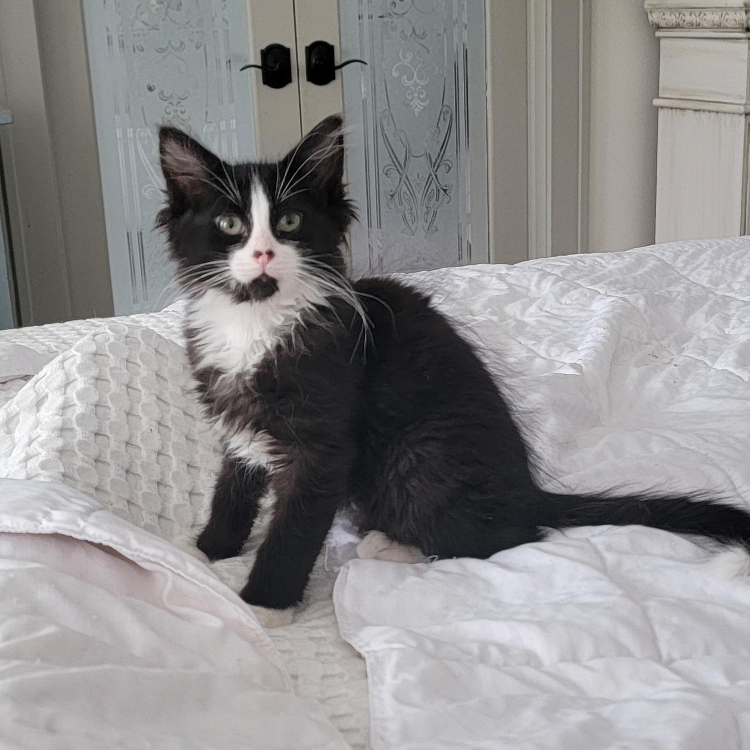 Ziggy Adopted 2.5.26, adoptable, Kitten Male Domestic Long Hair.