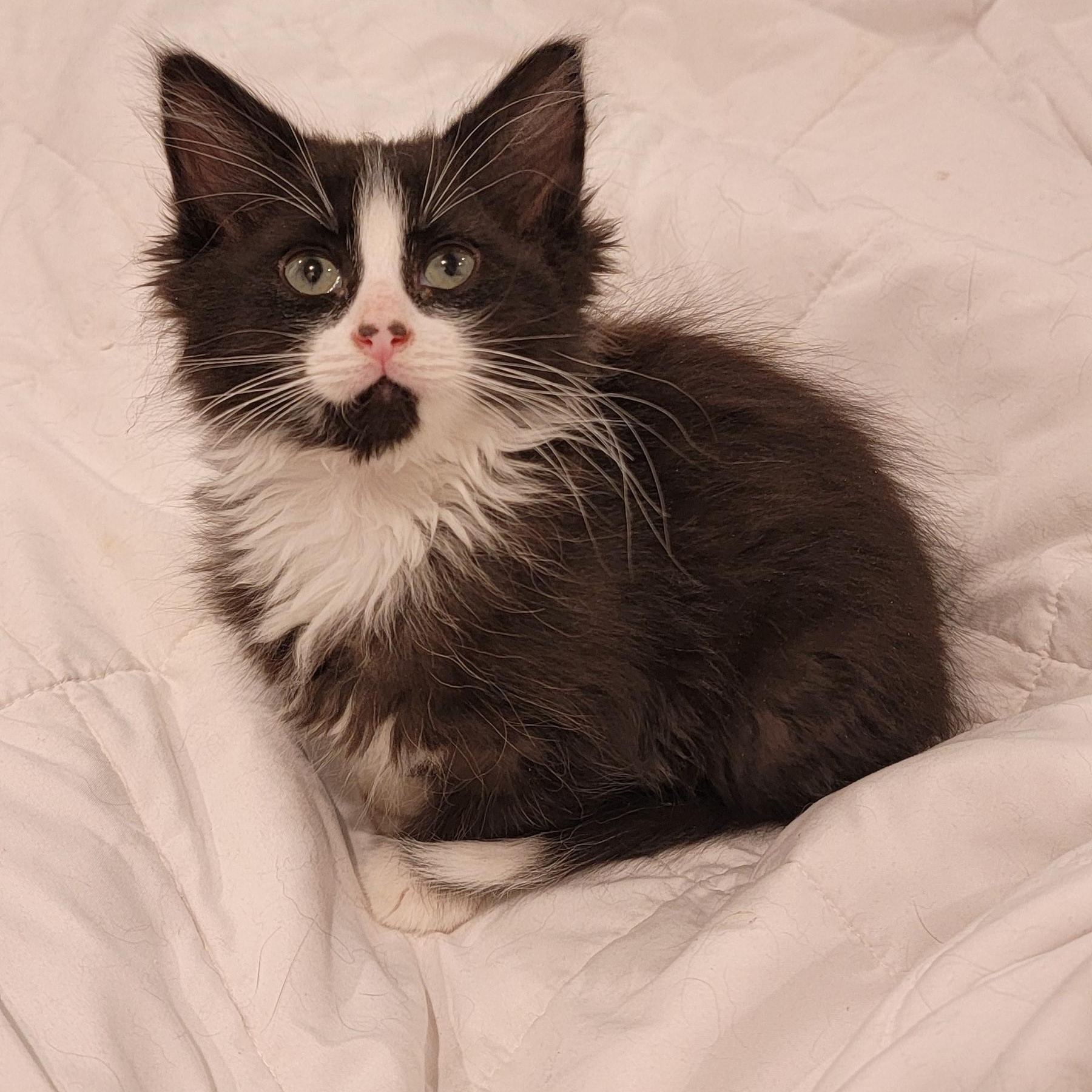 Enlarge Ziggy, an adoptable Domestic Long Hair in Wyandotte, MI image 2/6