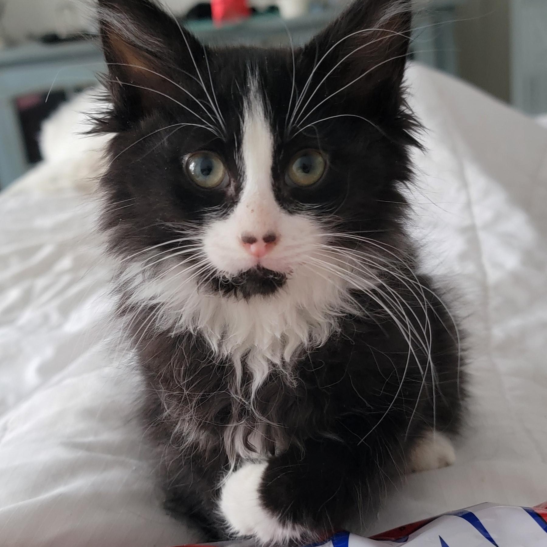 Enlarge Ziggy, an adoptable Domestic Long Hair in Wyandotte, MI image 3/6