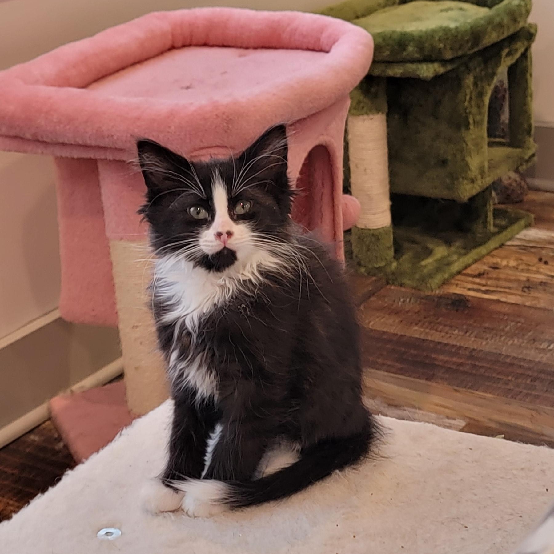 Enlarge Ziggy, an adoptable Domestic Long Hair in Wyandotte, MI image 1/6