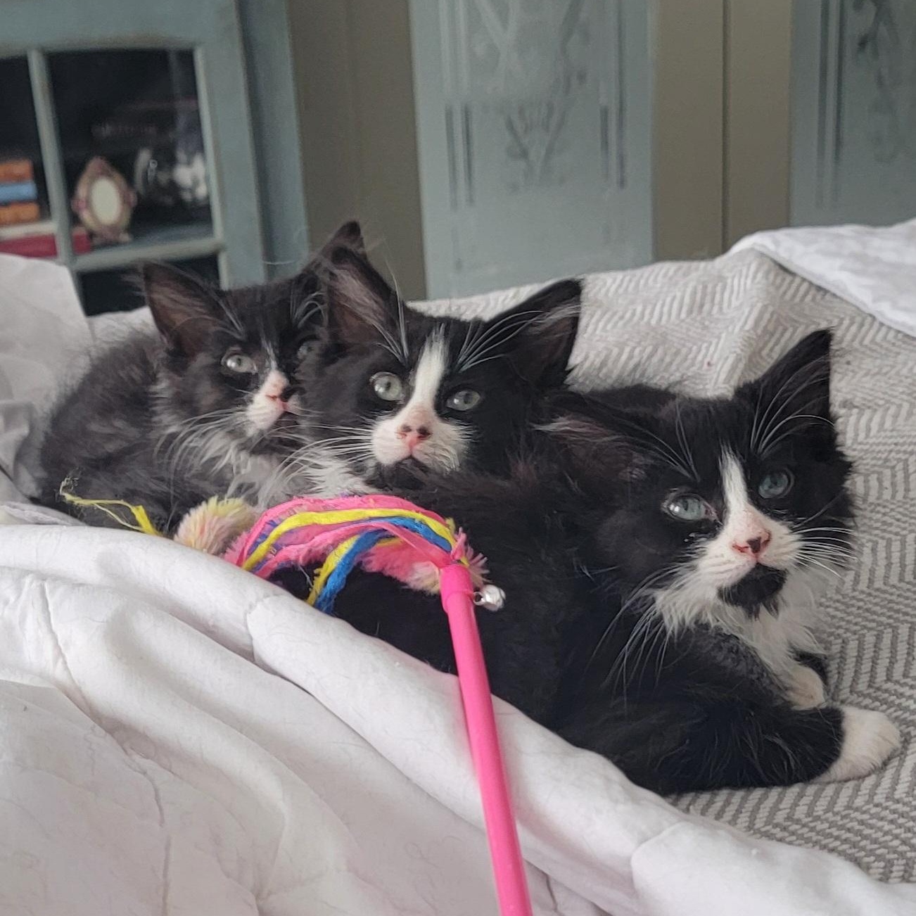 Enlarge Ziggy, an adoptable Domestic Long Hair in Wyandotte, MI image 6/6