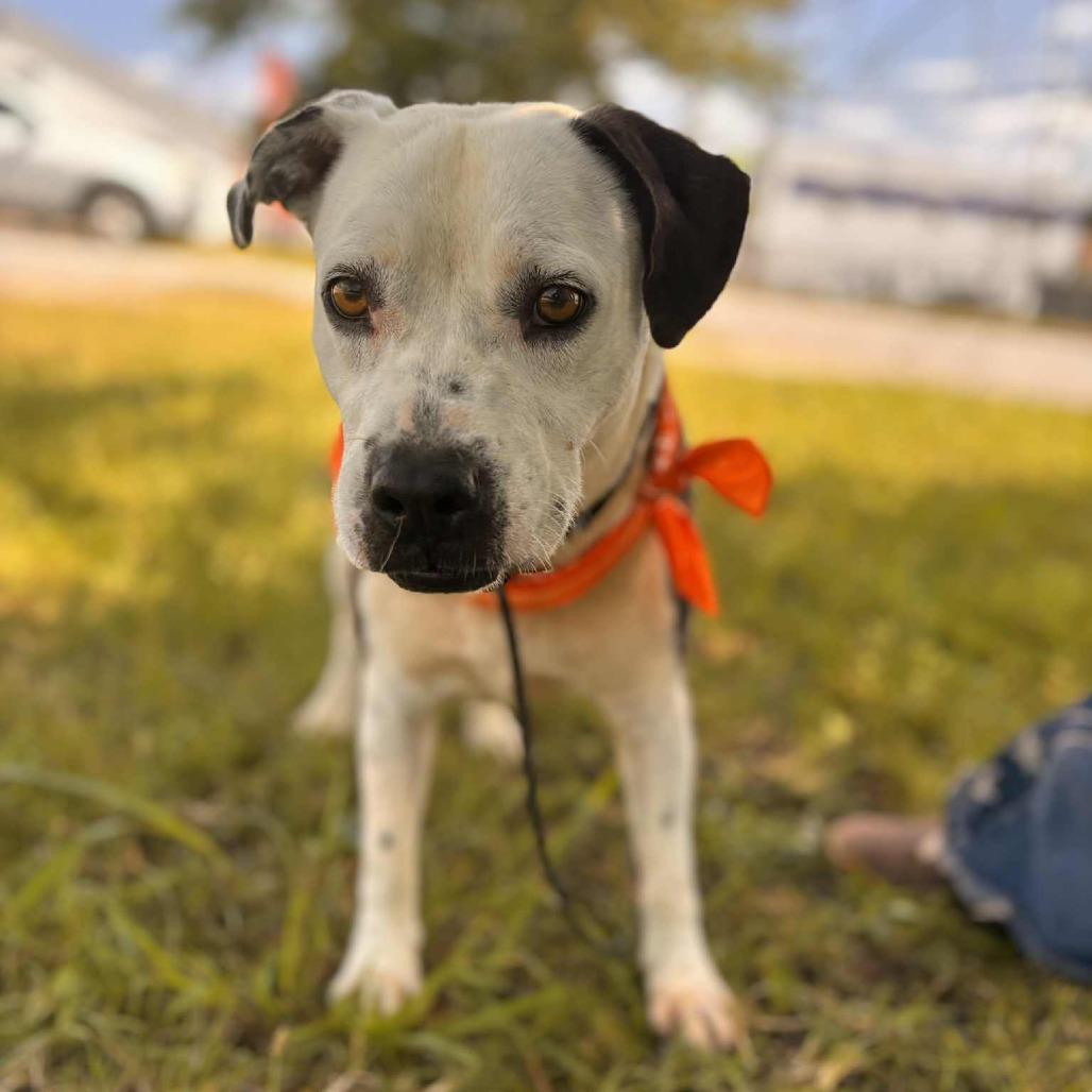 Brody, a Adoptable mixed breed in Rocky Mount, VA image 1/2