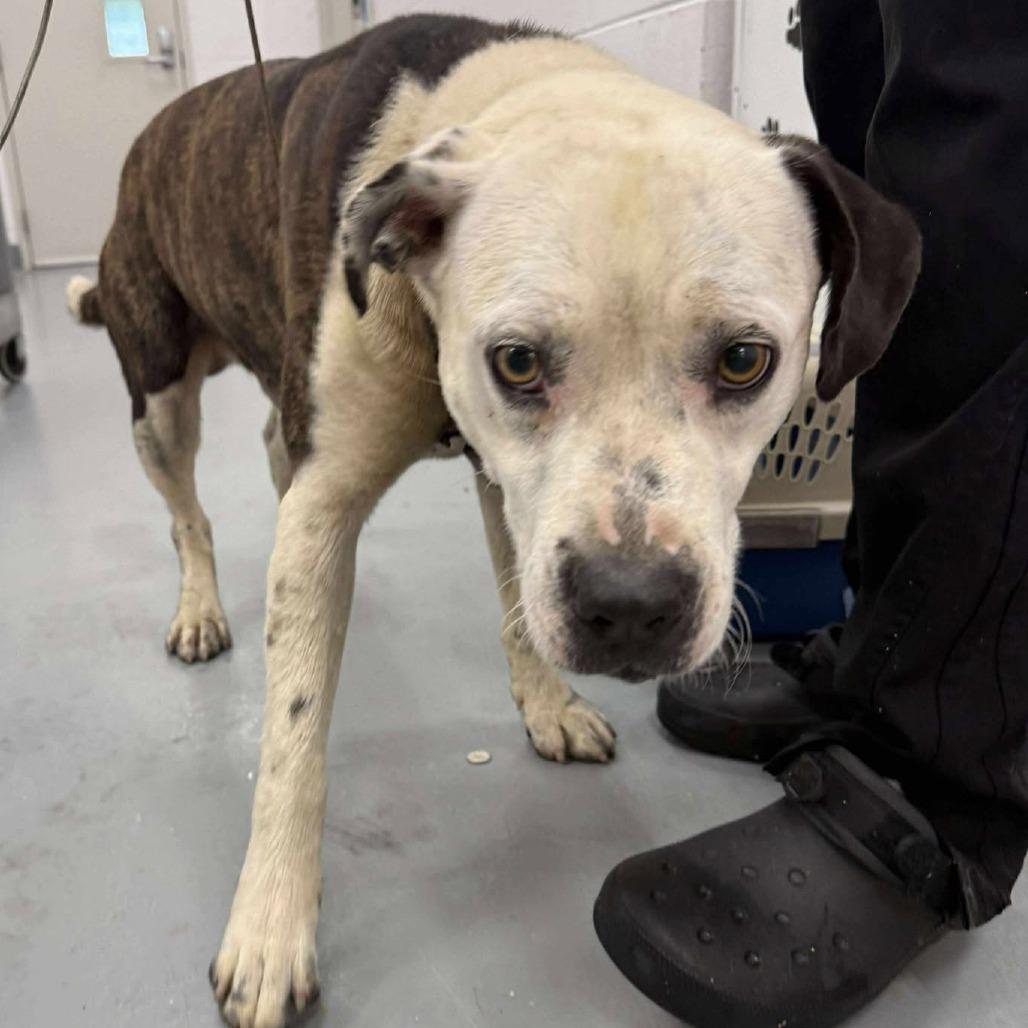 Brody, a Adoptable mixed breed in Rocky Mount, VA image 2/2