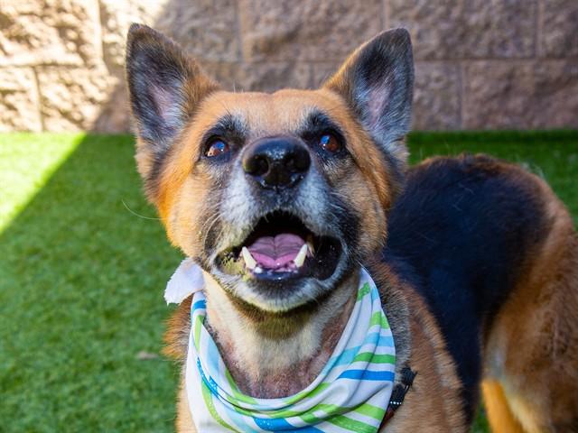 LEROY JETHRO GIBBS, Adoptable, Senior Male German Shepherd Dog.