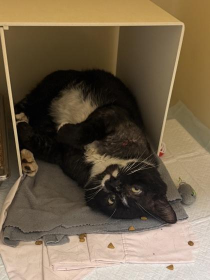 Pierogi, Adoptable, Adult Male Domestic Short Hair & Domestic Short Hair.