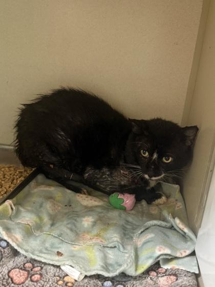 Pierogi, a Adoptable mixed breed in King William, VA image 2/2