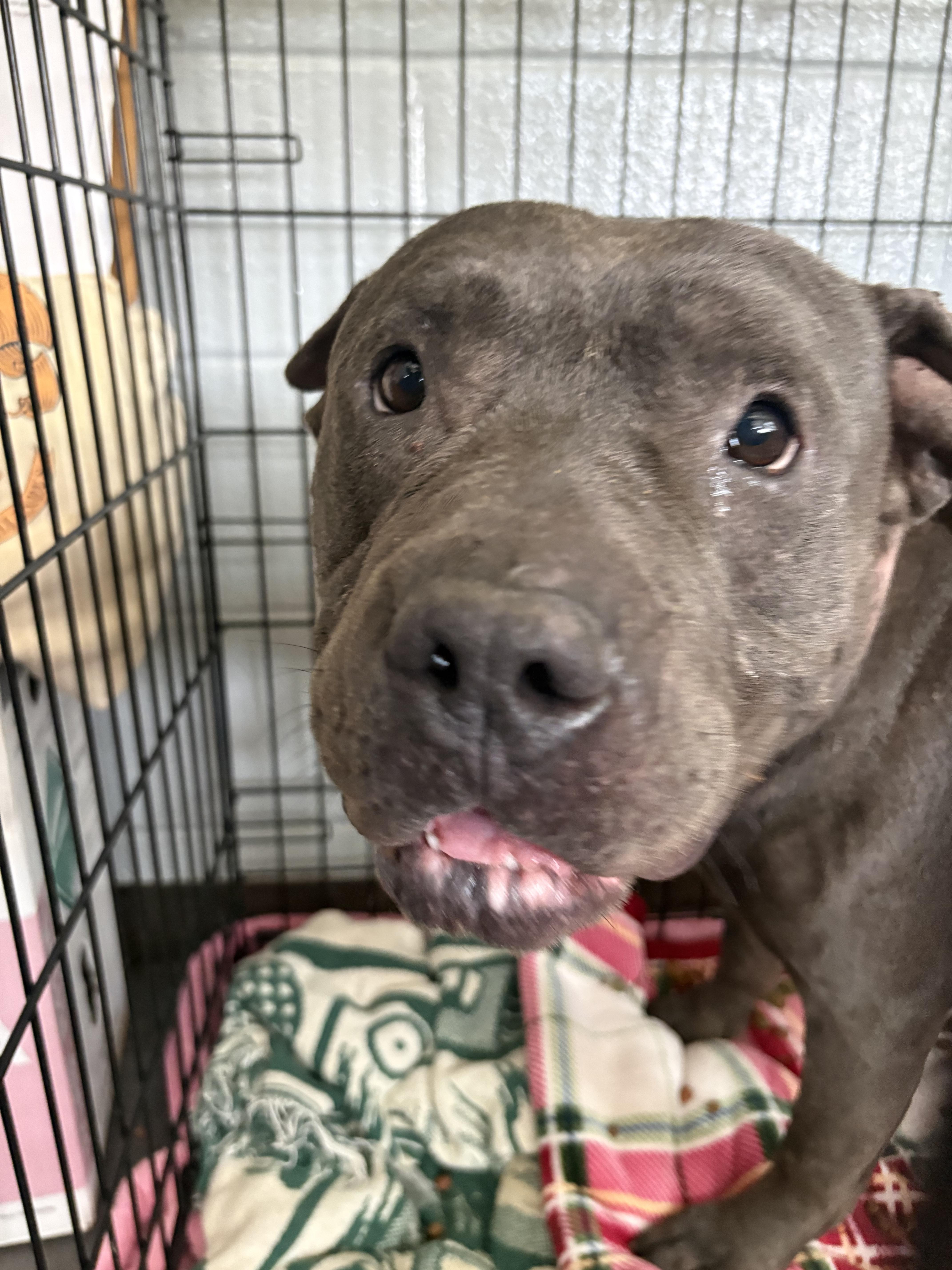 Enlarge Creed, a Adoptable Pit Bull Terrier in Hermitage, PA image 1/2
