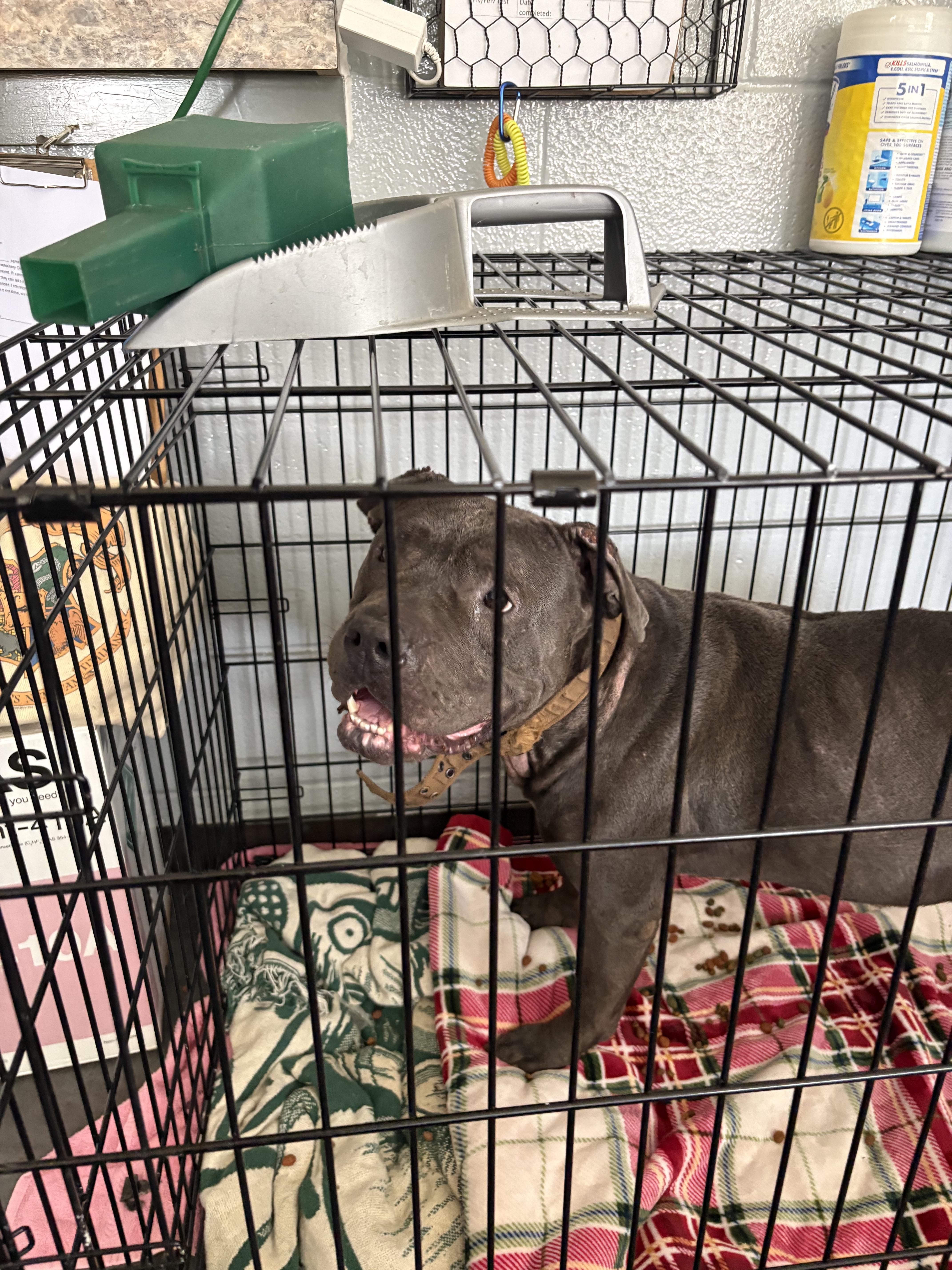 Enlarge Creed, a Adoptable Pit Bull Terrier in Hermitage, PA image 2/2