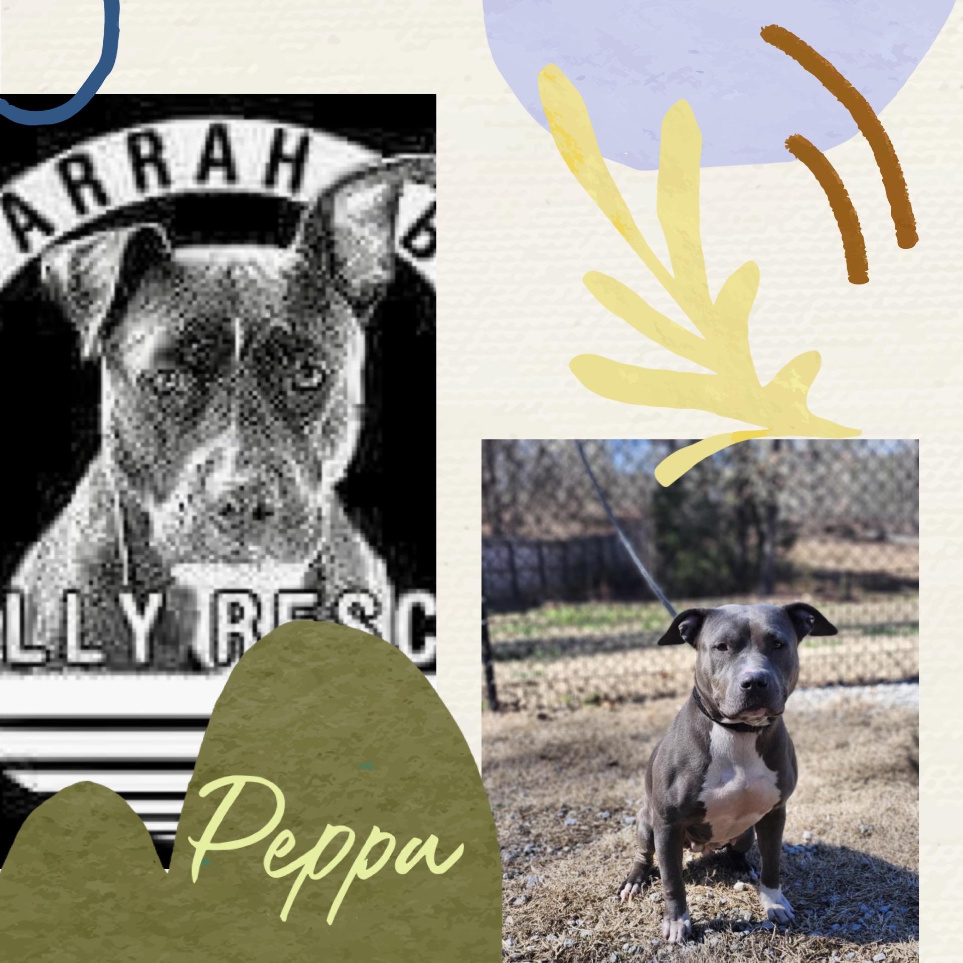Peppa, Adult Female Pit Bull Terrier