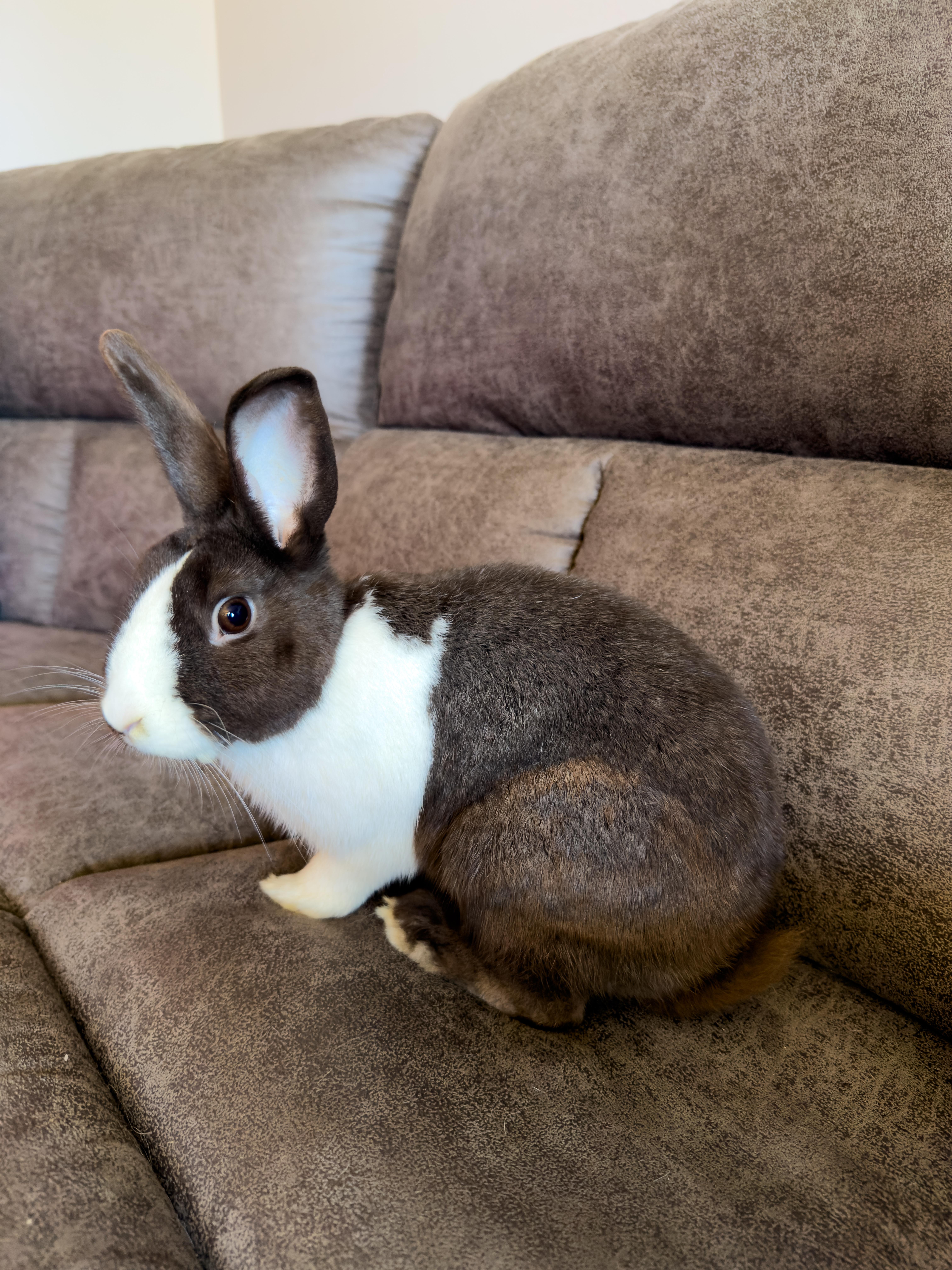 Eggnog, ADOPTABLE, Adult Male Dutch.