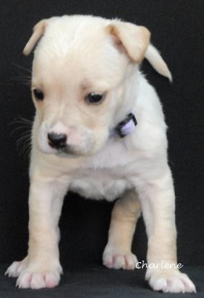 Creme Brulee, Baby Female Boxer