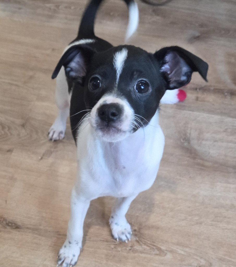 Elvis, Adoptable, Puppy Male Chihuahua.