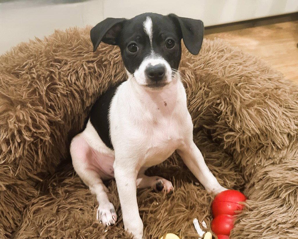 Enlarge Elvis, a Adoptable Chihuahua in Sayreville, NJ image 3/3