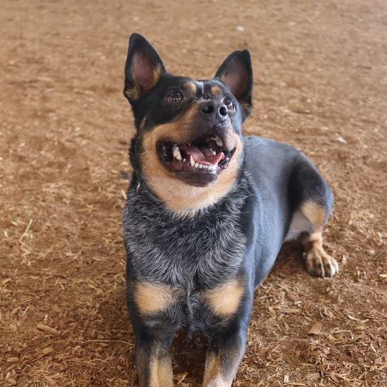 Enlarge Rocket, a Adoptable Australian Cattle Dog / Blue Heeler in Lawrenceburg, TN image 1/1