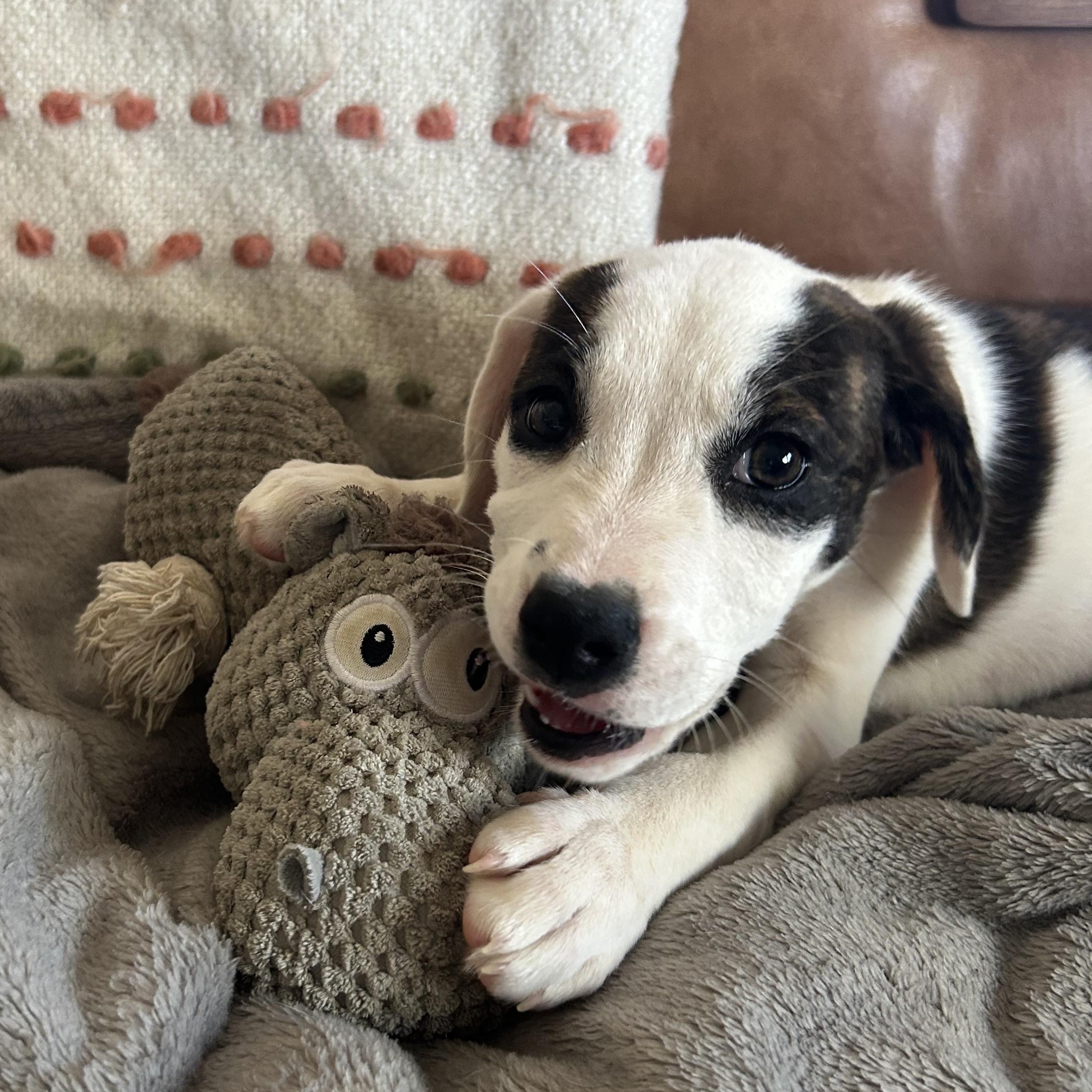 Enlarge Cherry Blossom, a ADOPTABLE mixed breed in Rock Hill, SC image 3/4