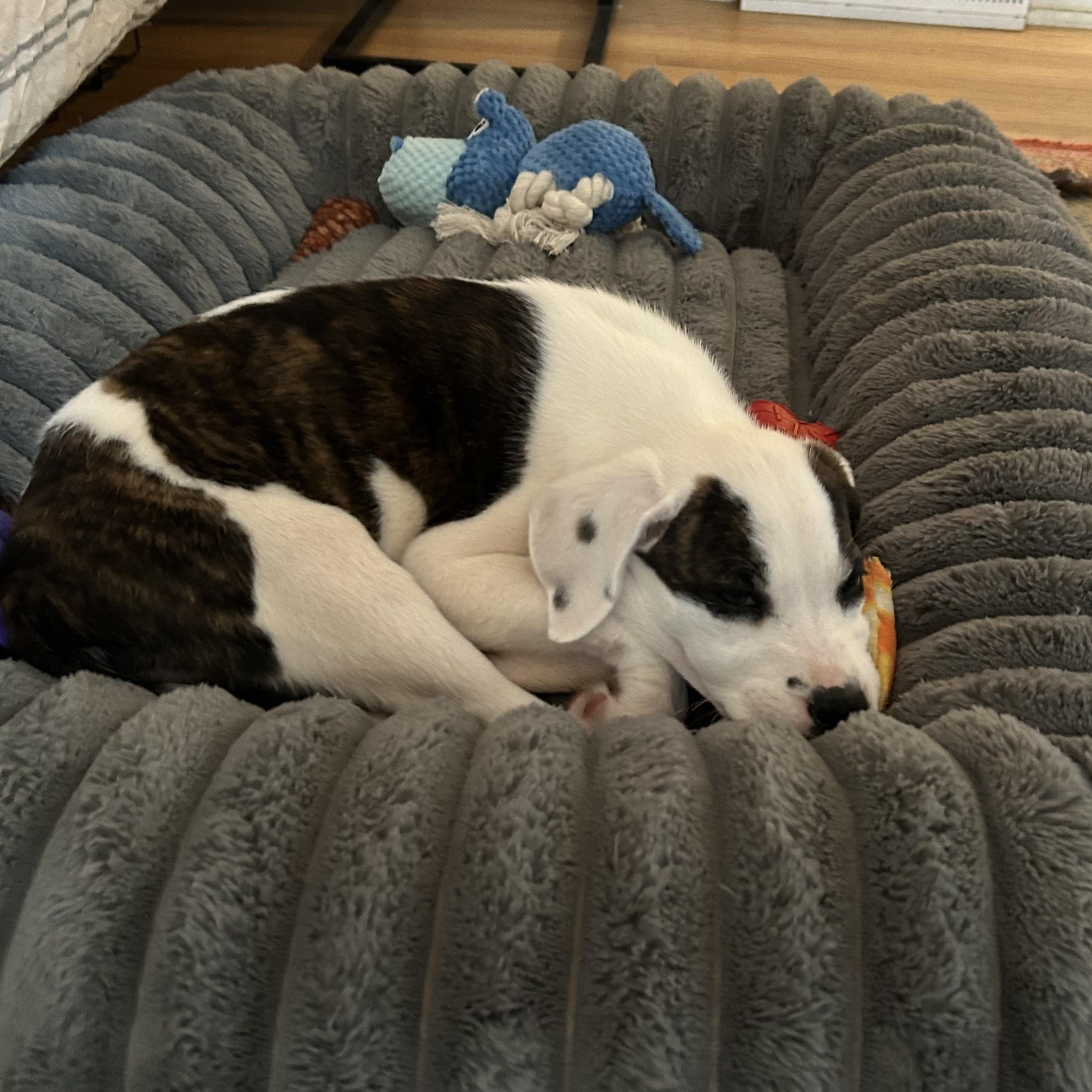 Enlarge Cherry Blossom, a ADOPTABLE mixed breed in Rock Hill, SC image 4/4