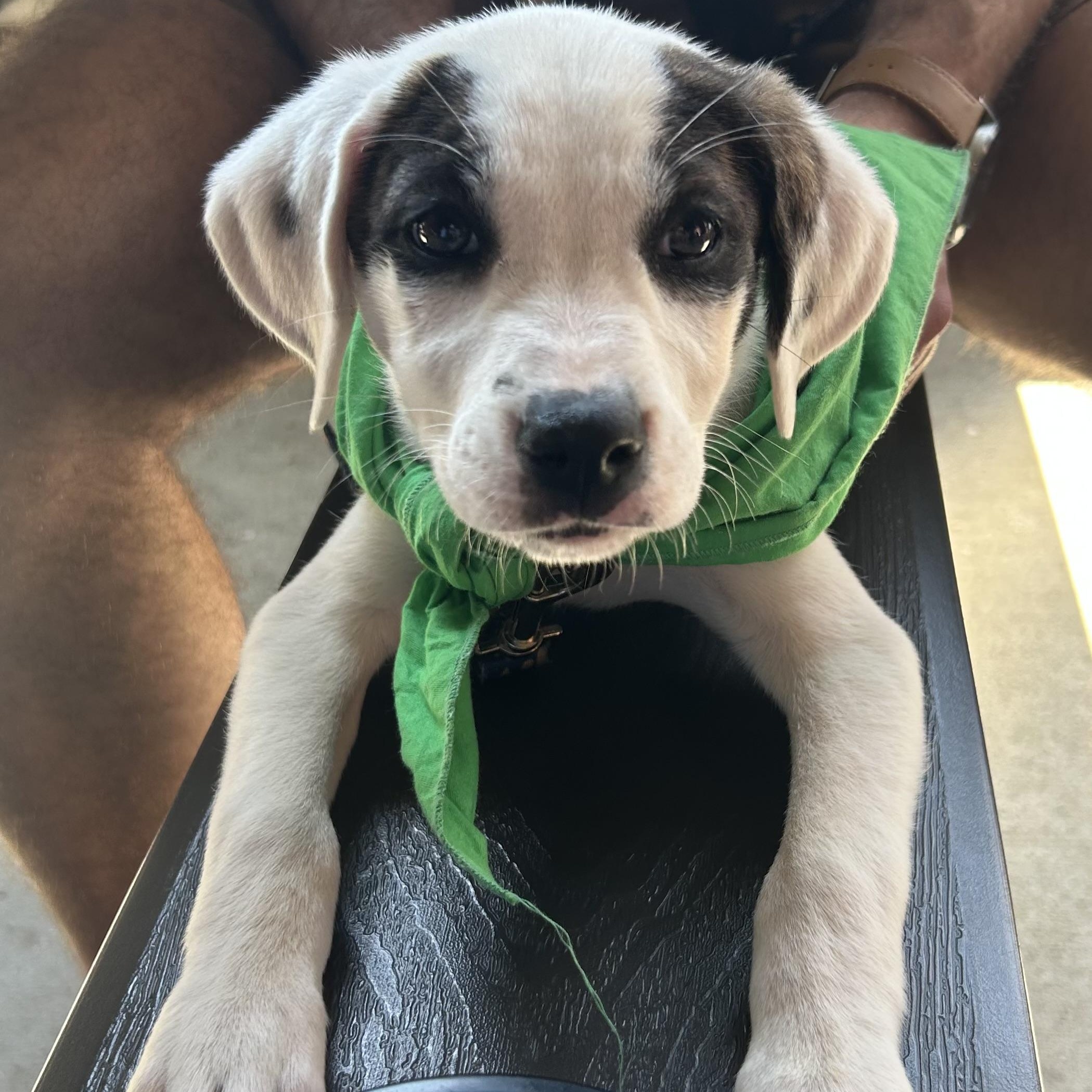 Enlarge Cherry Blossom, a ADOPTABLE mixed breed in Rock Hill, SC image 1/4