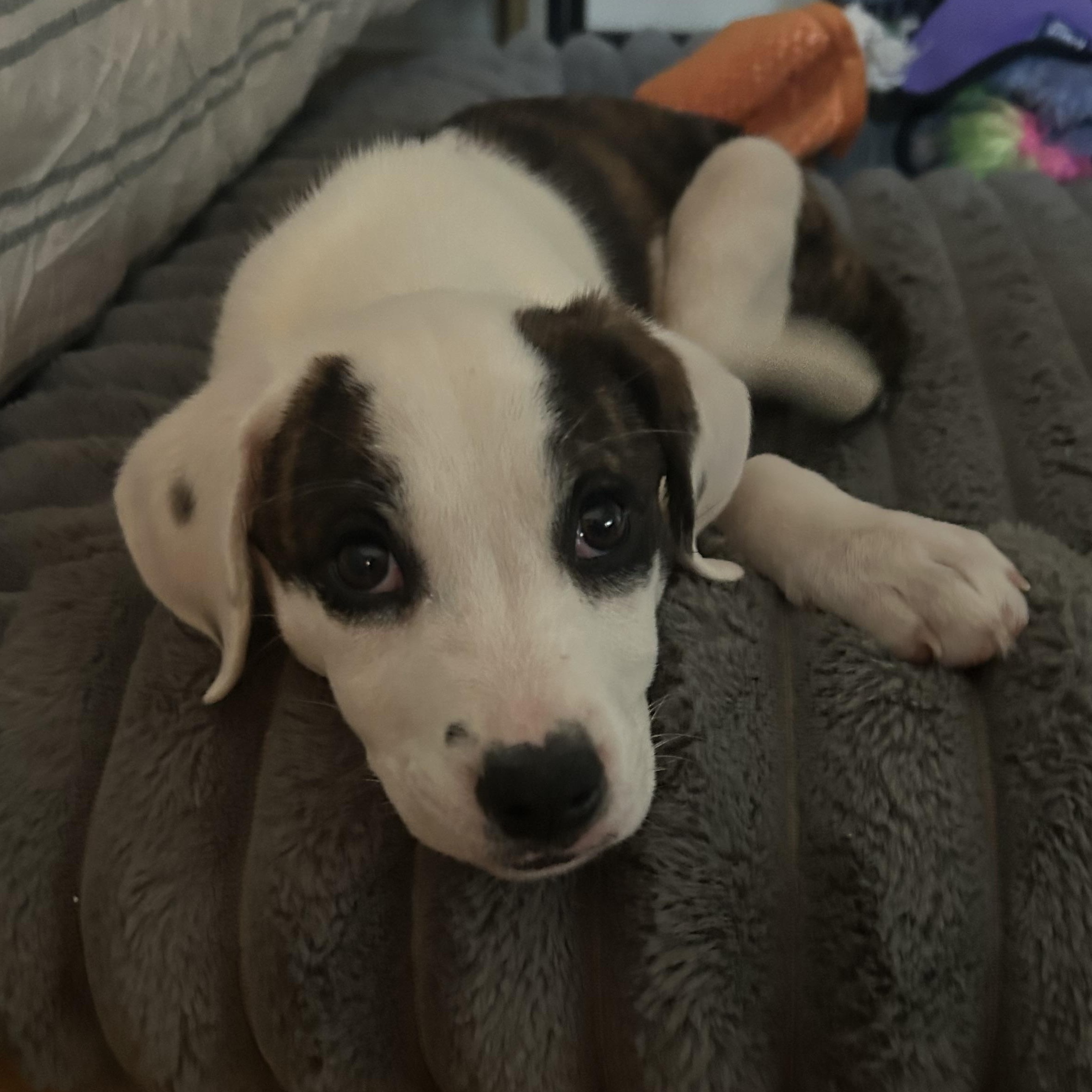 Enlarge Cherry Blossom, a ADOPTABLE mixed breed in Rock Hill, SC image 2/4
