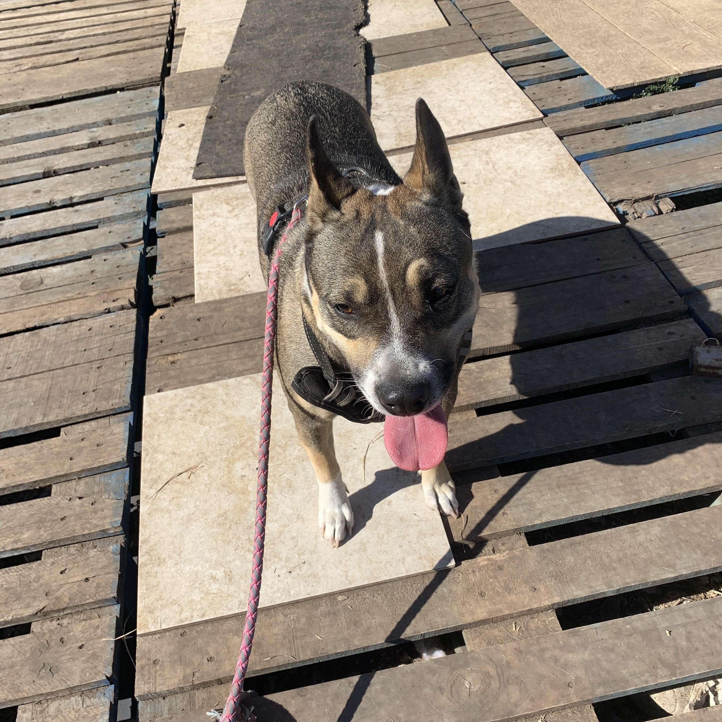 Mona, Adoptable, Adult Female Australian Kelpie & German Shepherd Dog.