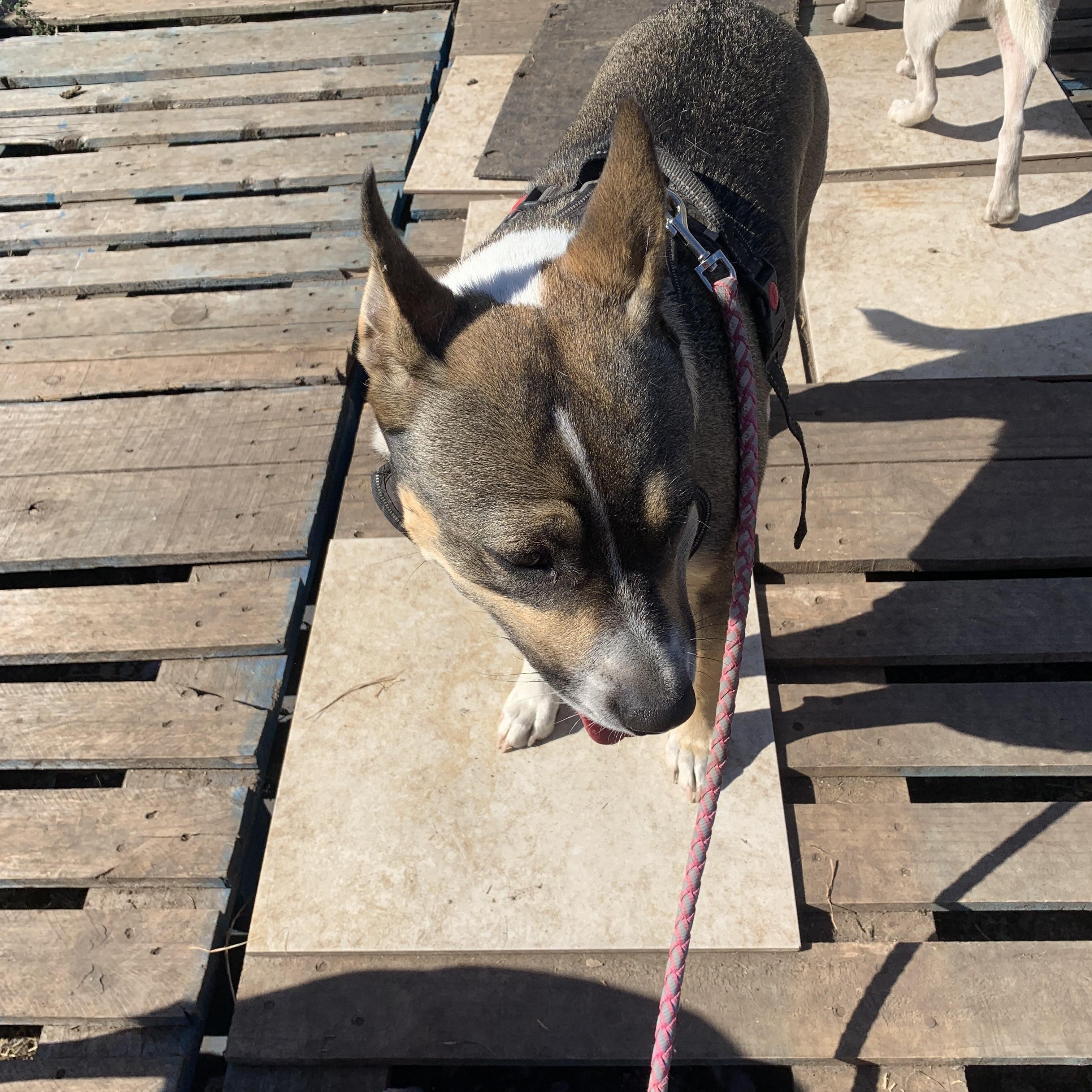 Mona, a Adoptable mixed breed in Beeville, TX image 2/5