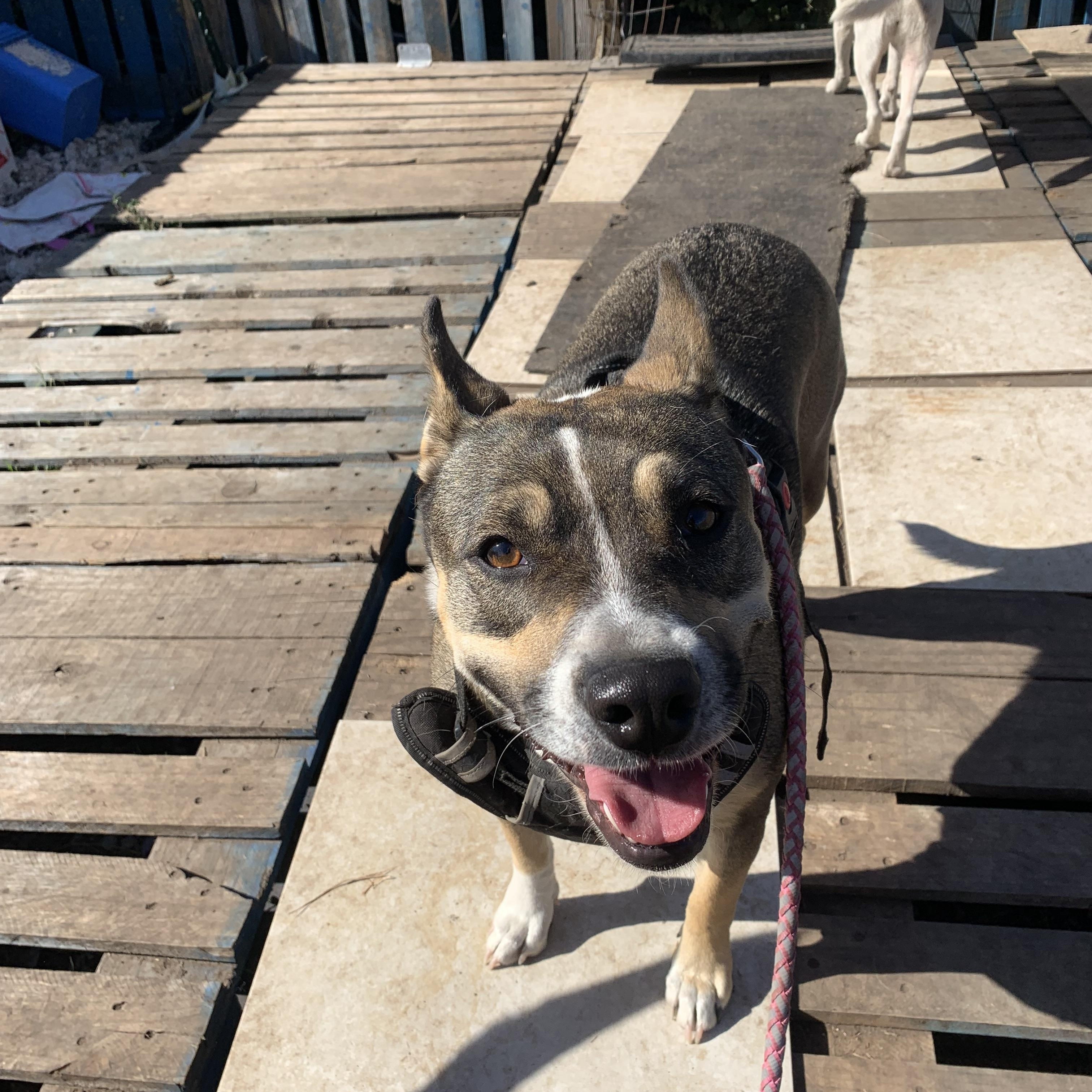 Mona, a Adoptable mixed breed in Beeville, TX image 4/5