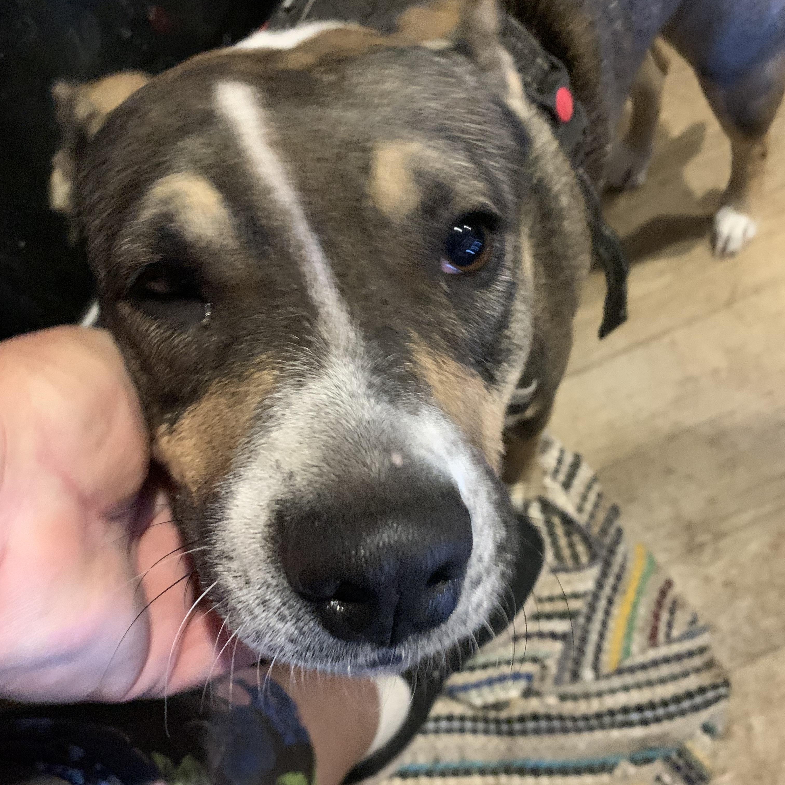 Mona, a Adoptable mixed breed in Beeville, TX image 5/5