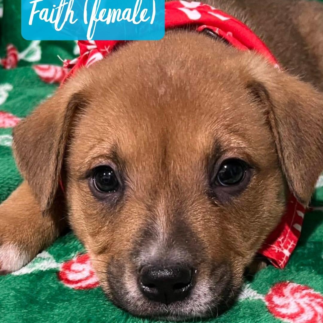 Faith (IN TRIAL ADOPTION), adopted, Puppy Female Australian Cattle Dog / Blue Heeler.