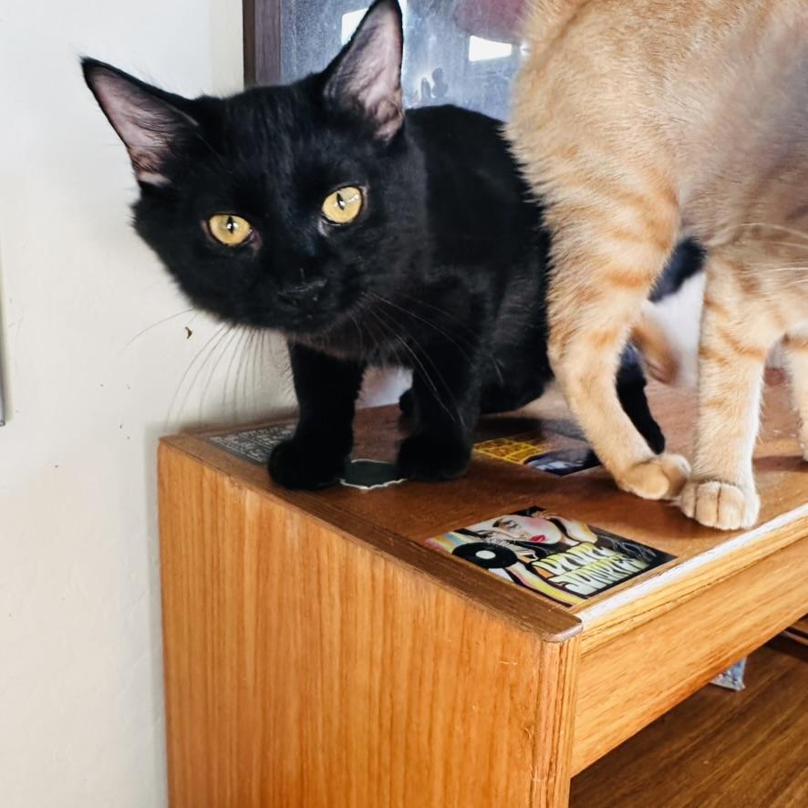 Kale, a Adopted American Shorthair in Peoria, AZ image 3/4