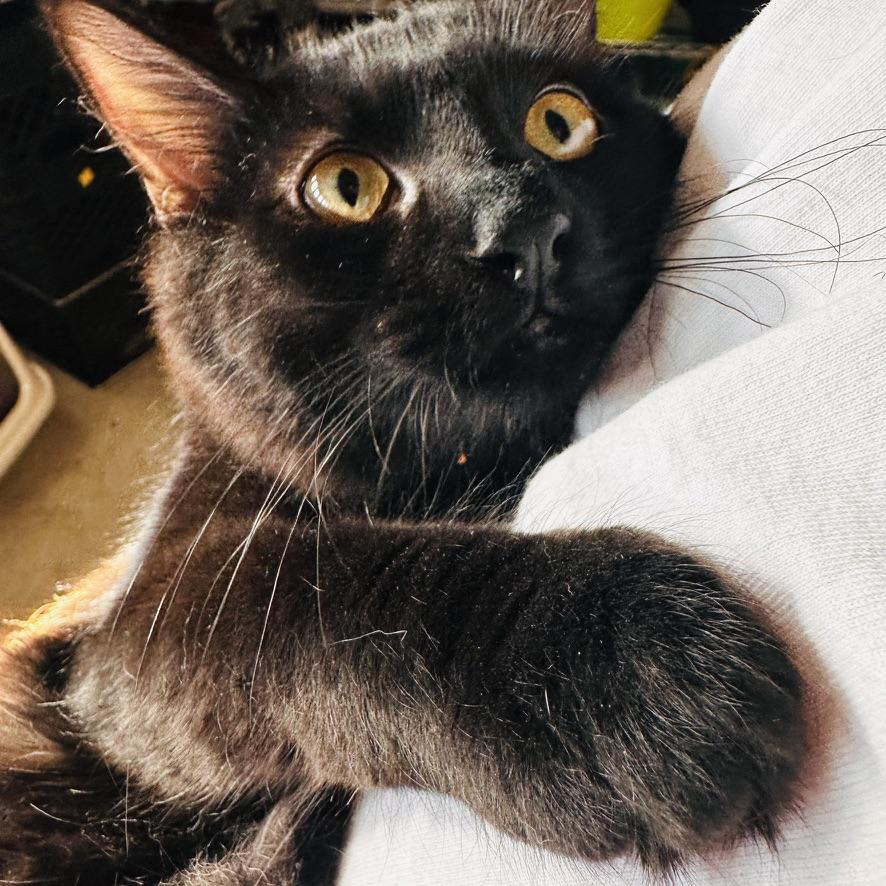 Kale, a Adopted American Shorthair in Peoria, AZ image 1/4