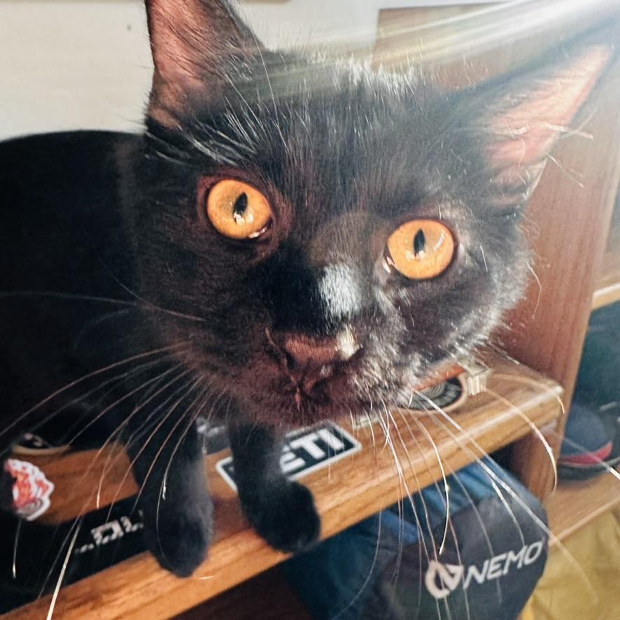 Kale, a Adopted American Shorthair in Peoria, AZ image 2/4