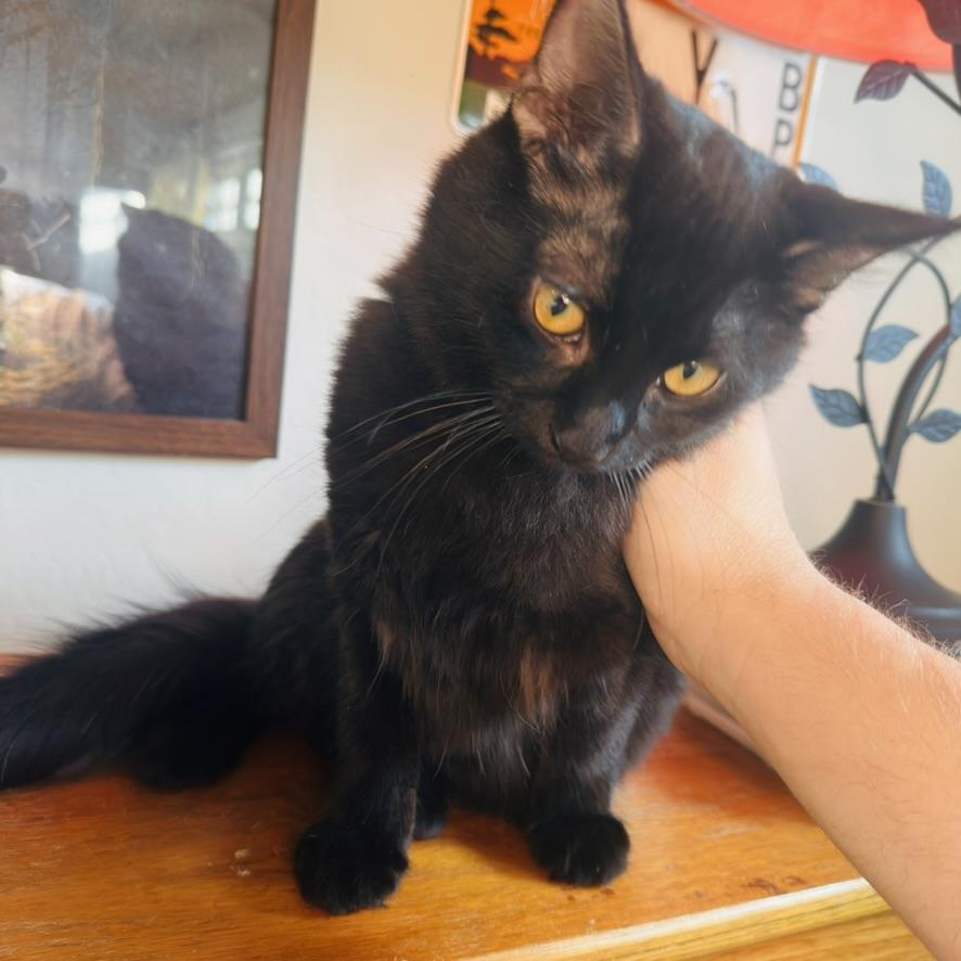 Kale, a Adopted American Shorthair in Peoria, AZ image 4/4