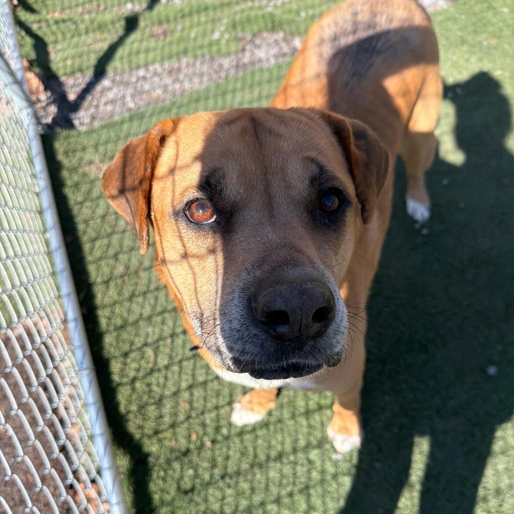 Bocephus, a Adoptable mixed breed in Fairmont, WV image 1/6