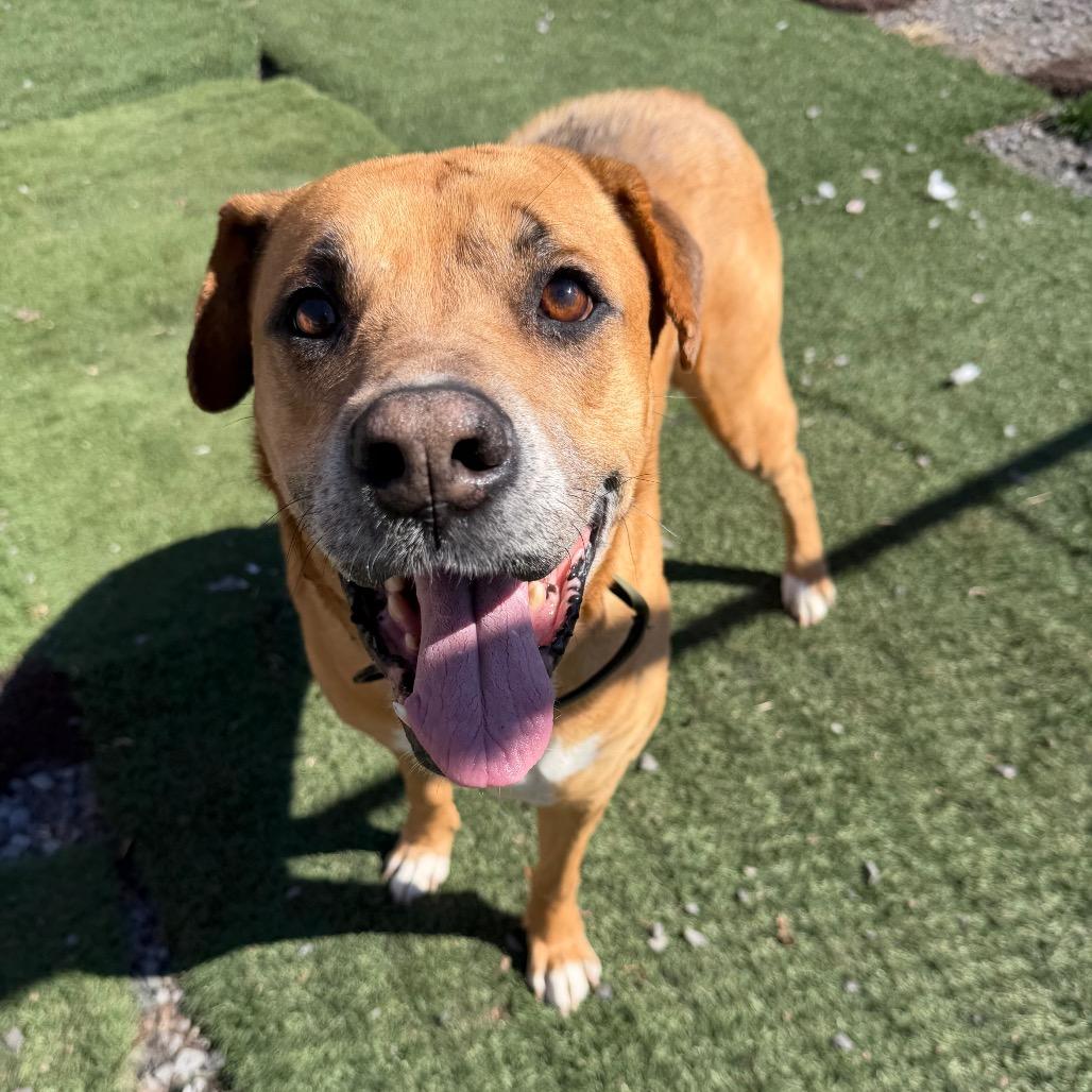 Bocephus, a Adoptable mixed breed in Fairmont, WV image 2/6