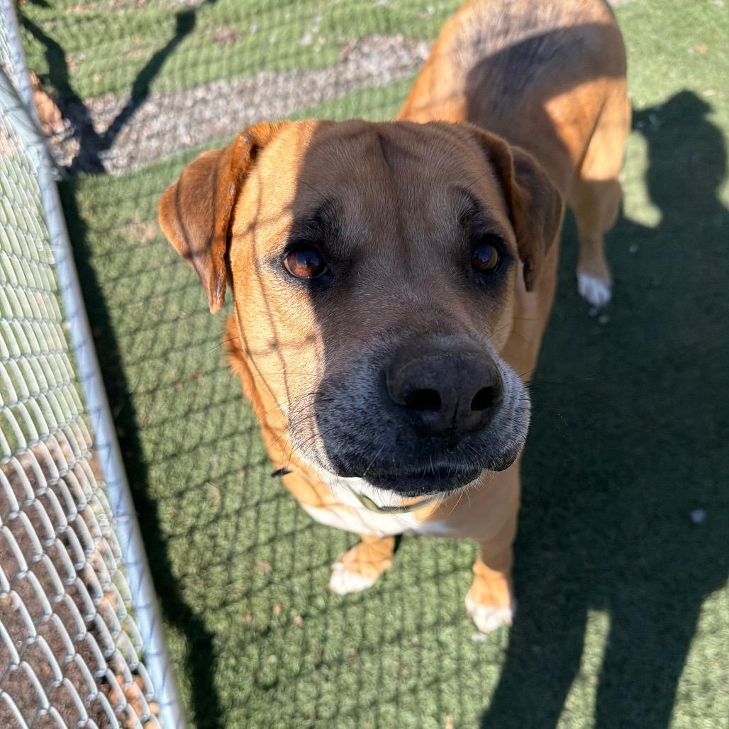 Bocephus, a Adoptable mixed breed in Fairmont, WV image 3/6