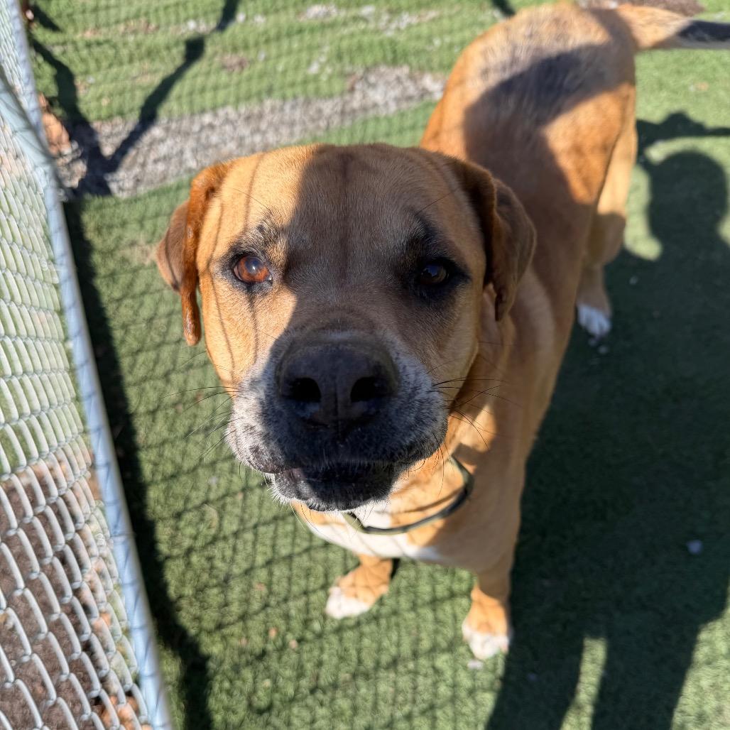 Bocephus, a Adoptable mixed breed in Fairmont, WV image 4/6