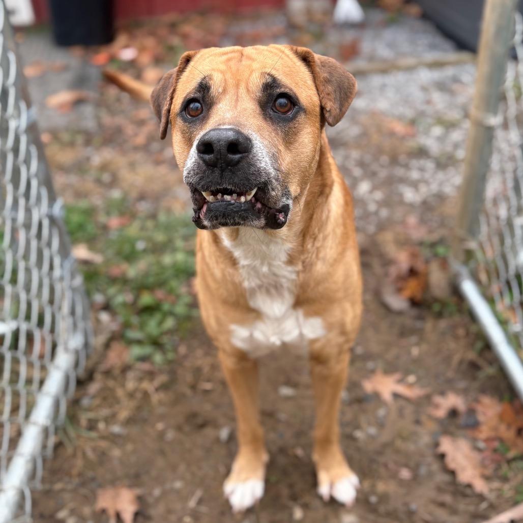 Enlarge Bocephus, a Adoptable mixed breed in Fairmont, WV image 1/1