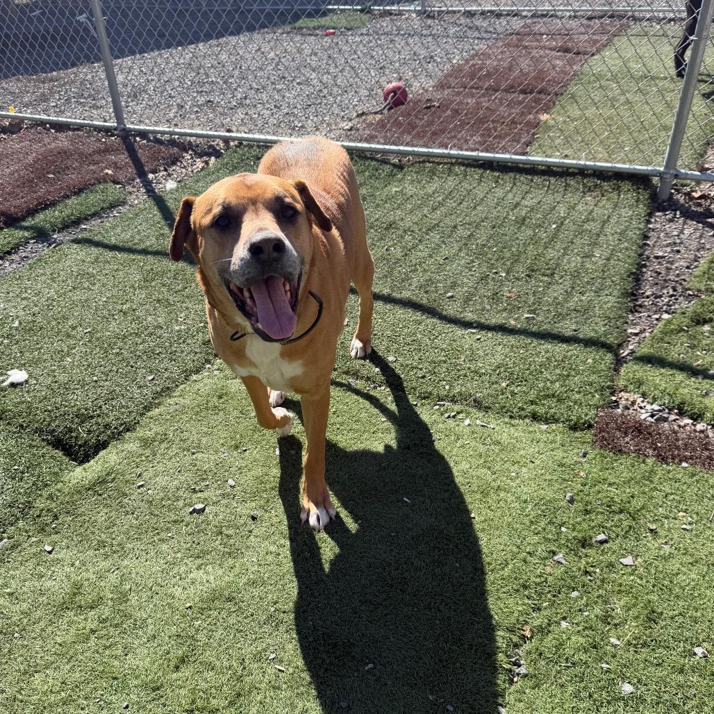 Bocephus, a Adoptable mixed breed in Fairmont, WV image 6/6