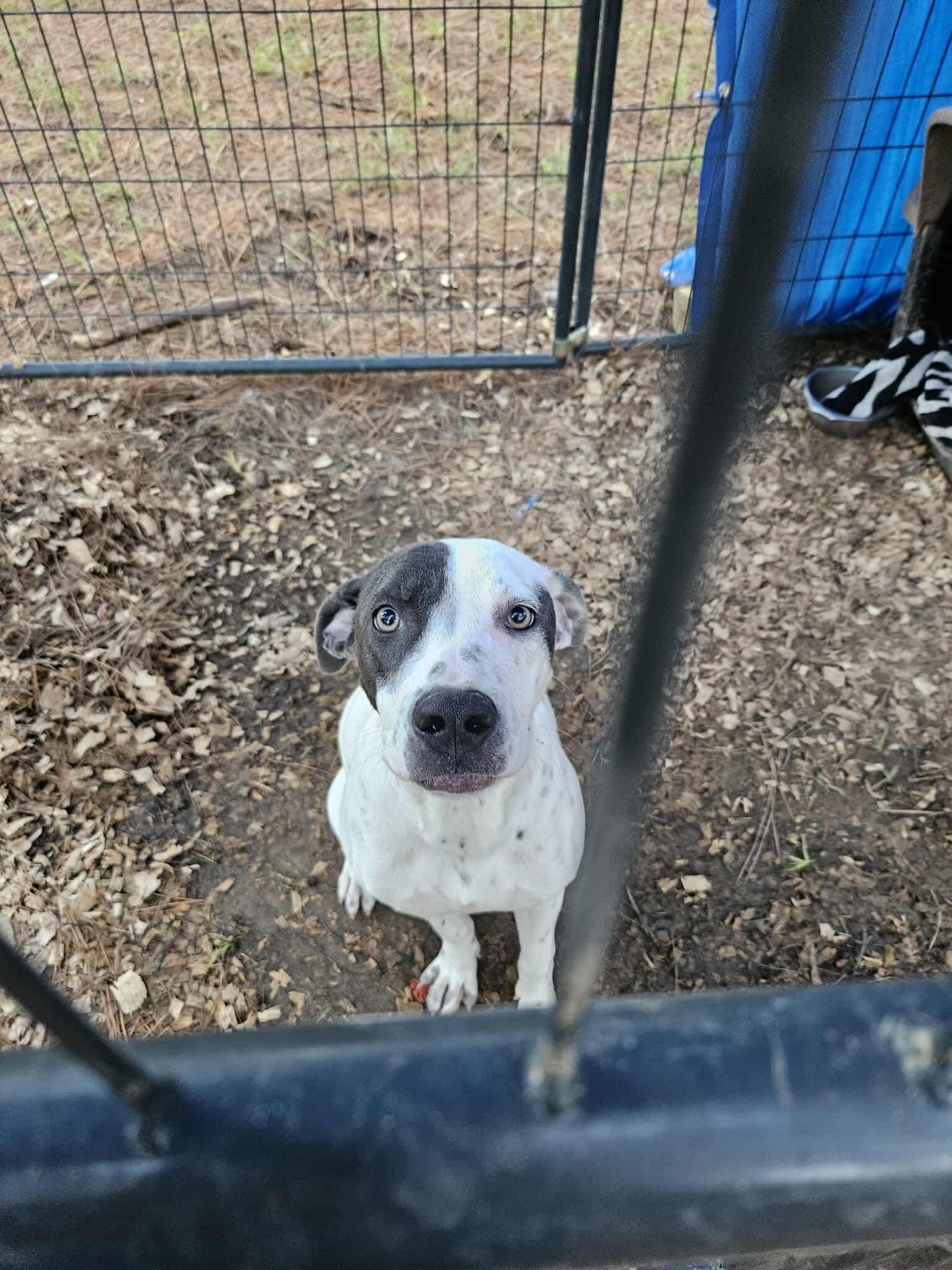 Enlarge Dutches, a Adoptable Mixed Breed in Eatontown, NJ image 1/5