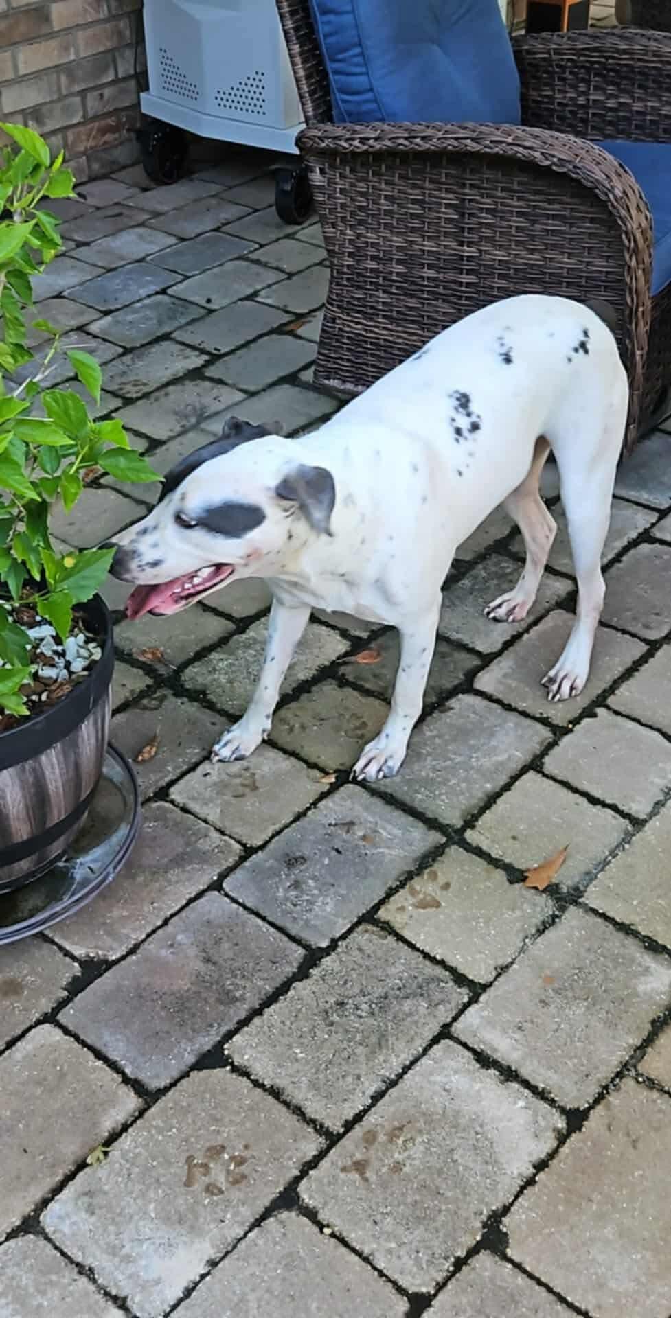 Enlarge Dutches, a Adoptable Mixed Breed in Eatontown, NJ image 2/5