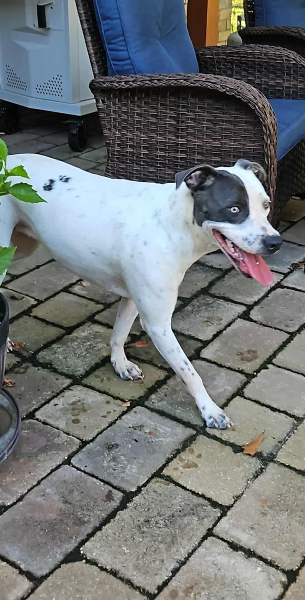 Enlarge Dutches, a Adoptable Mixed Breed in Eatontown, NJ image 3/5