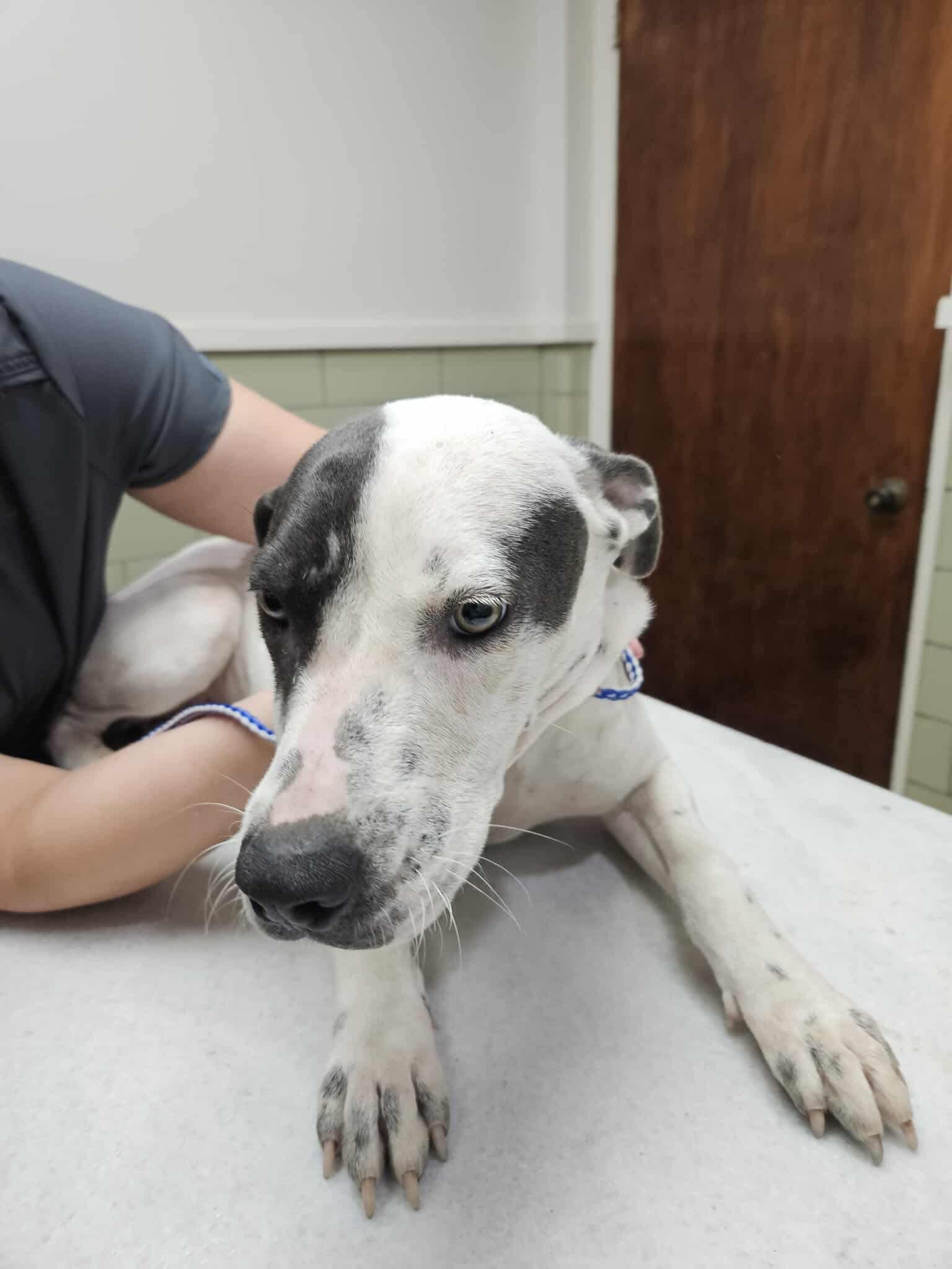 Enlarge Dutches, a Adoptable Mixed Breed in Eatontown, NJ image 4/5