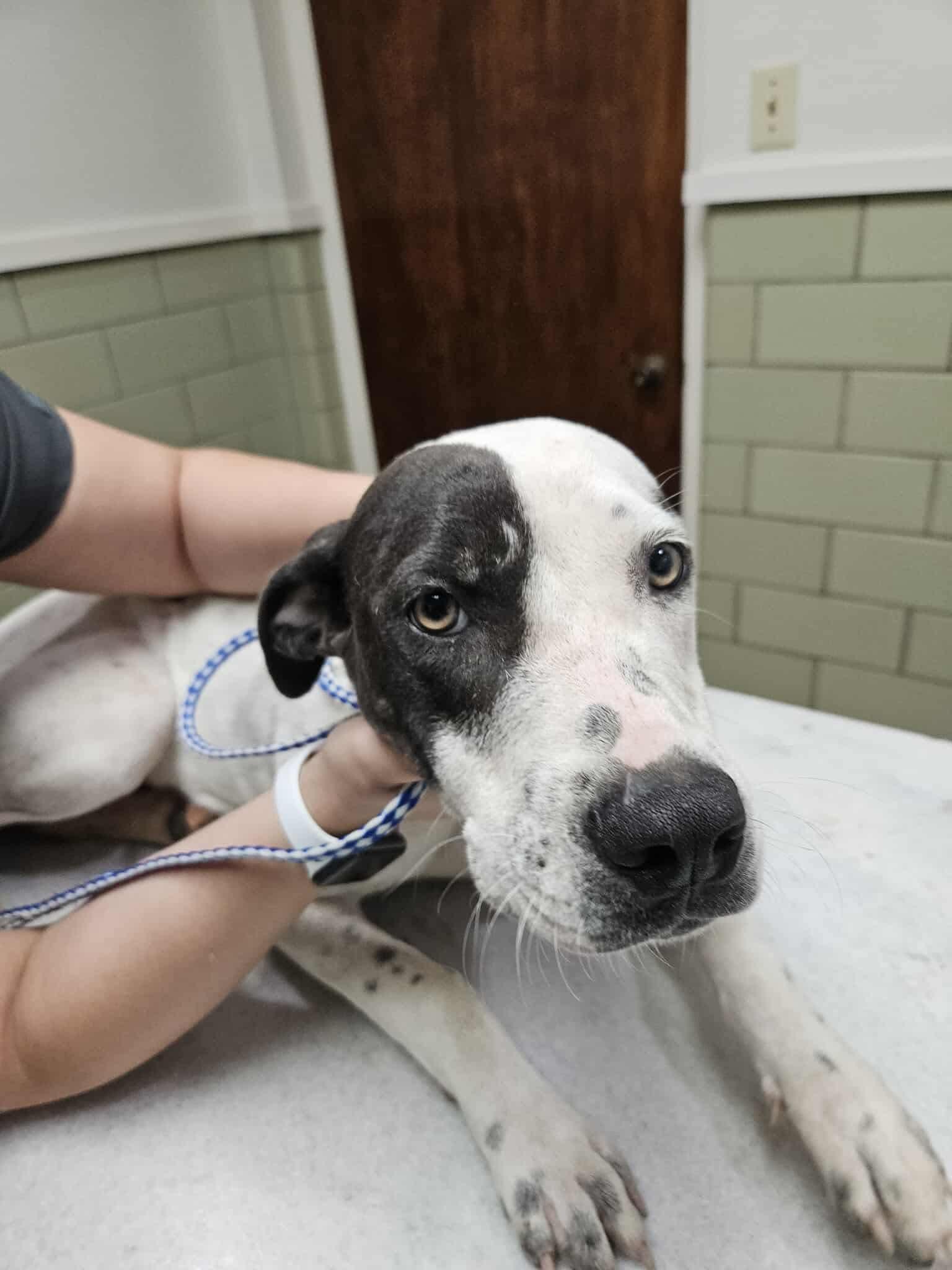 Enlarge Dutches, a Adoptable Mixed Breed in Eatontown, NJ image 5/5